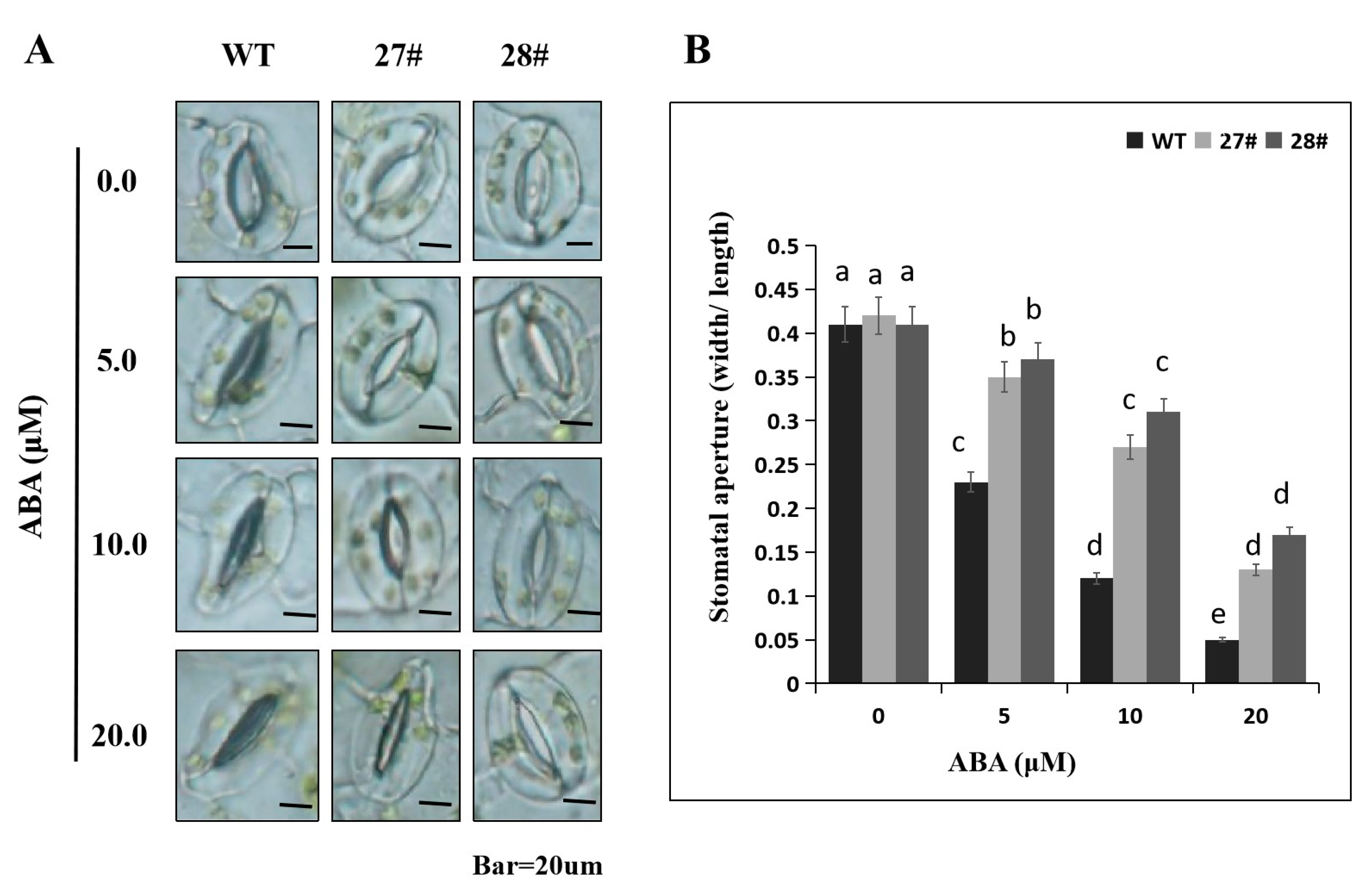 Ijms 21 00026 g010 Ijms 21 00026 g010
