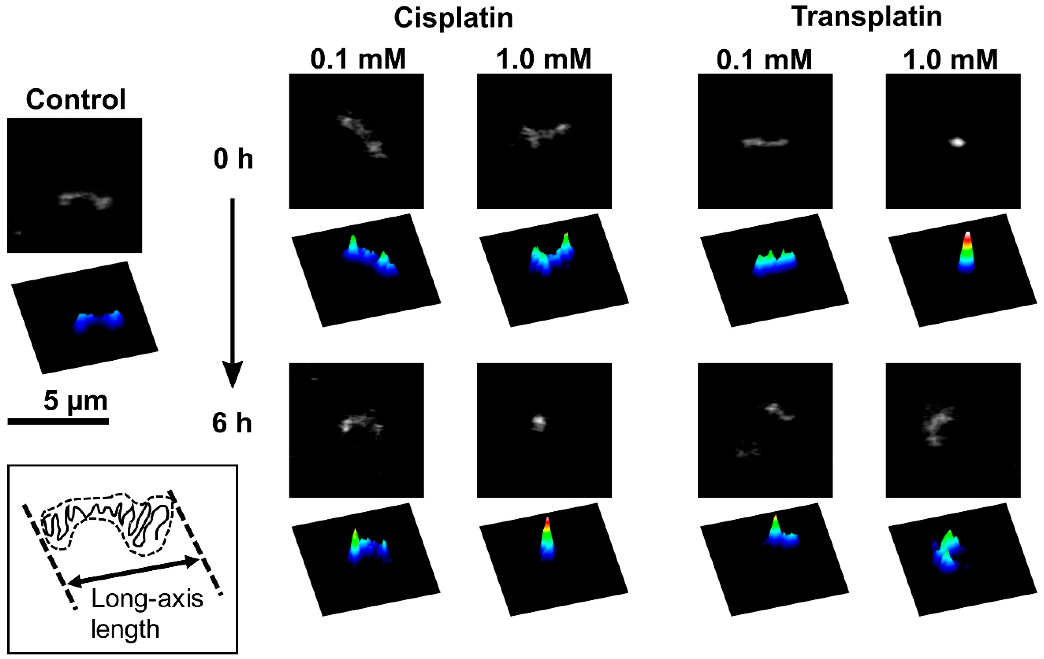 Ijms 21 00034 g003 Ijms 21 00034 g003