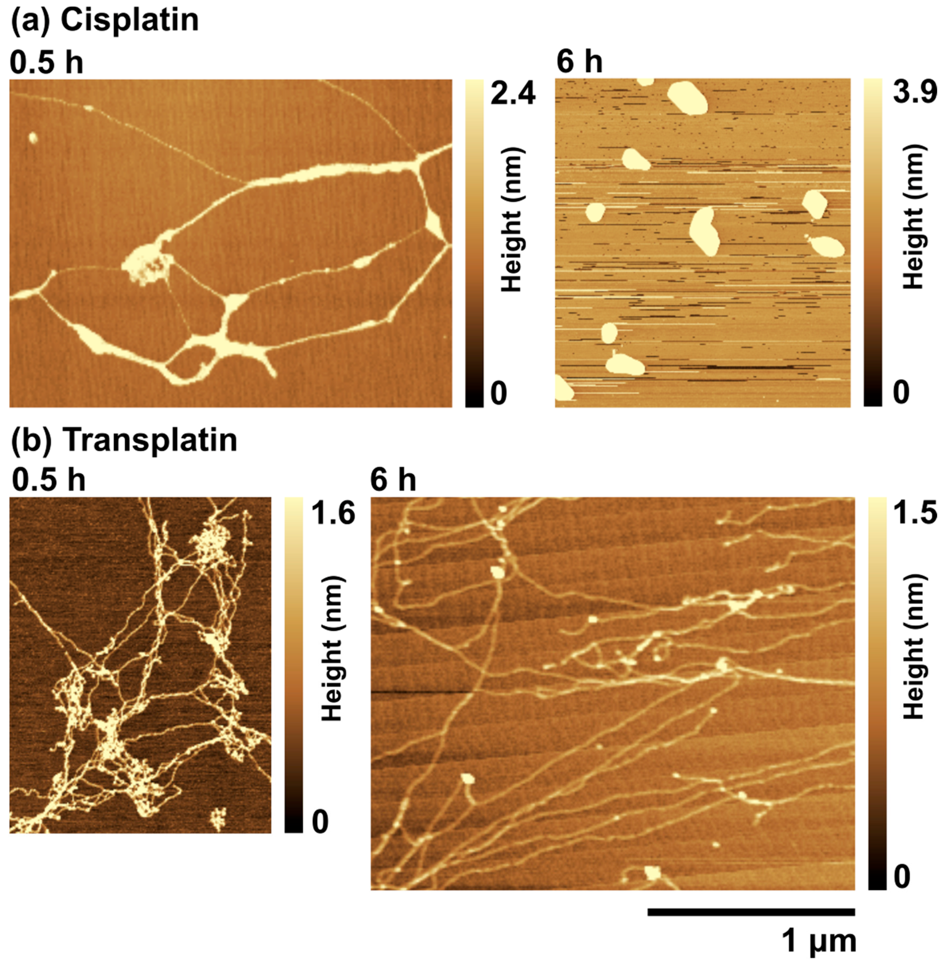 Ijms 21 00034 g006 Ijms 21 00034 g006