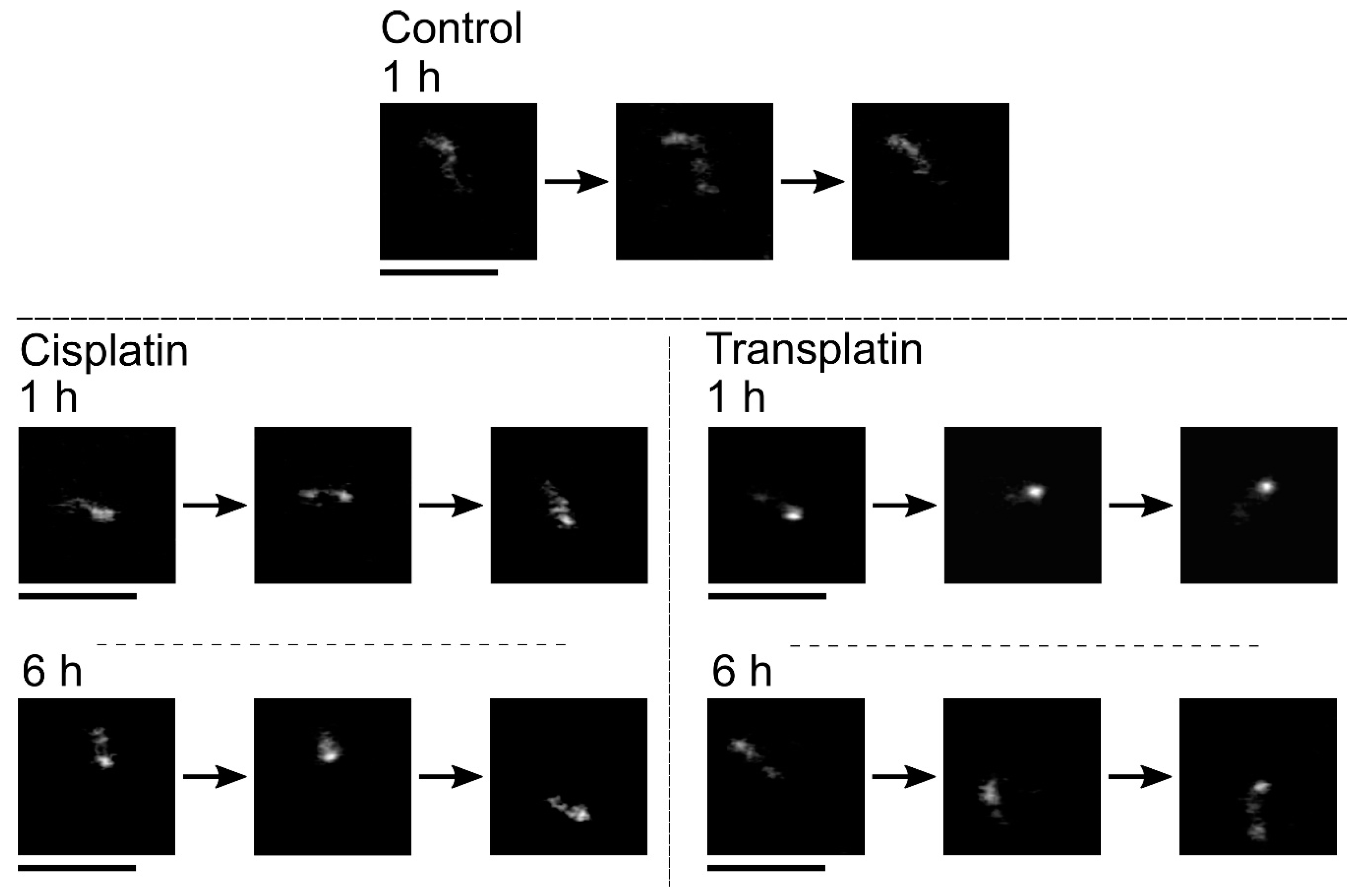Ijms 21 00034 g007 Ijms 21 00034 g007