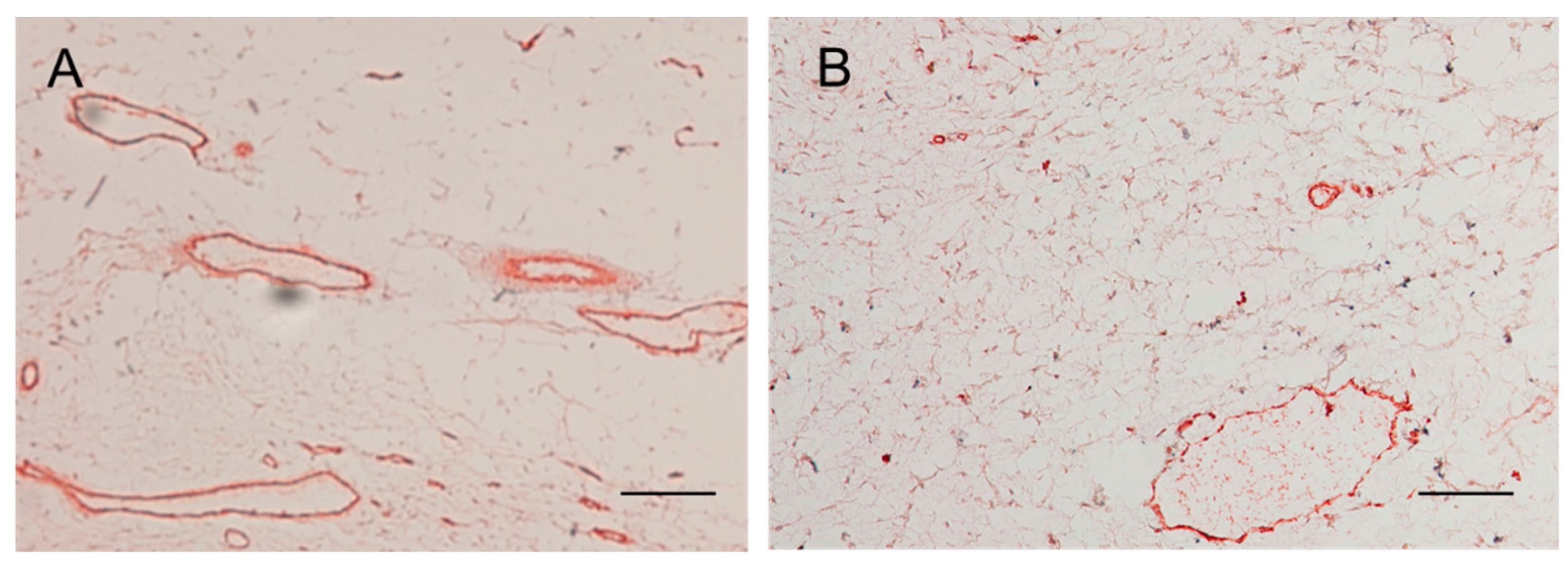 Ijms 21 00063 g003 Ijms 21 00063 g003