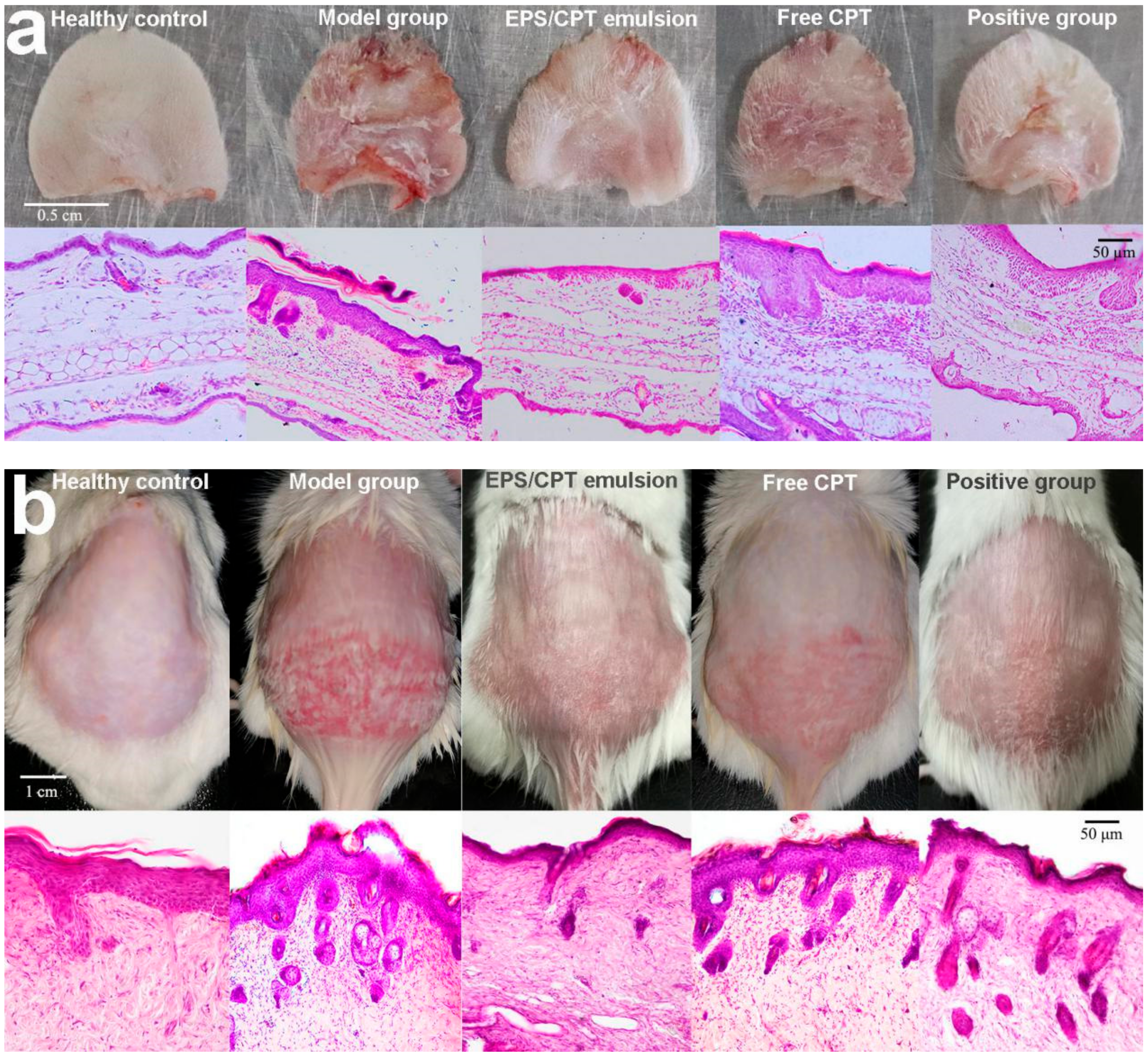 Ijms 21 00077 g005a Ijms 21 00077 g005a