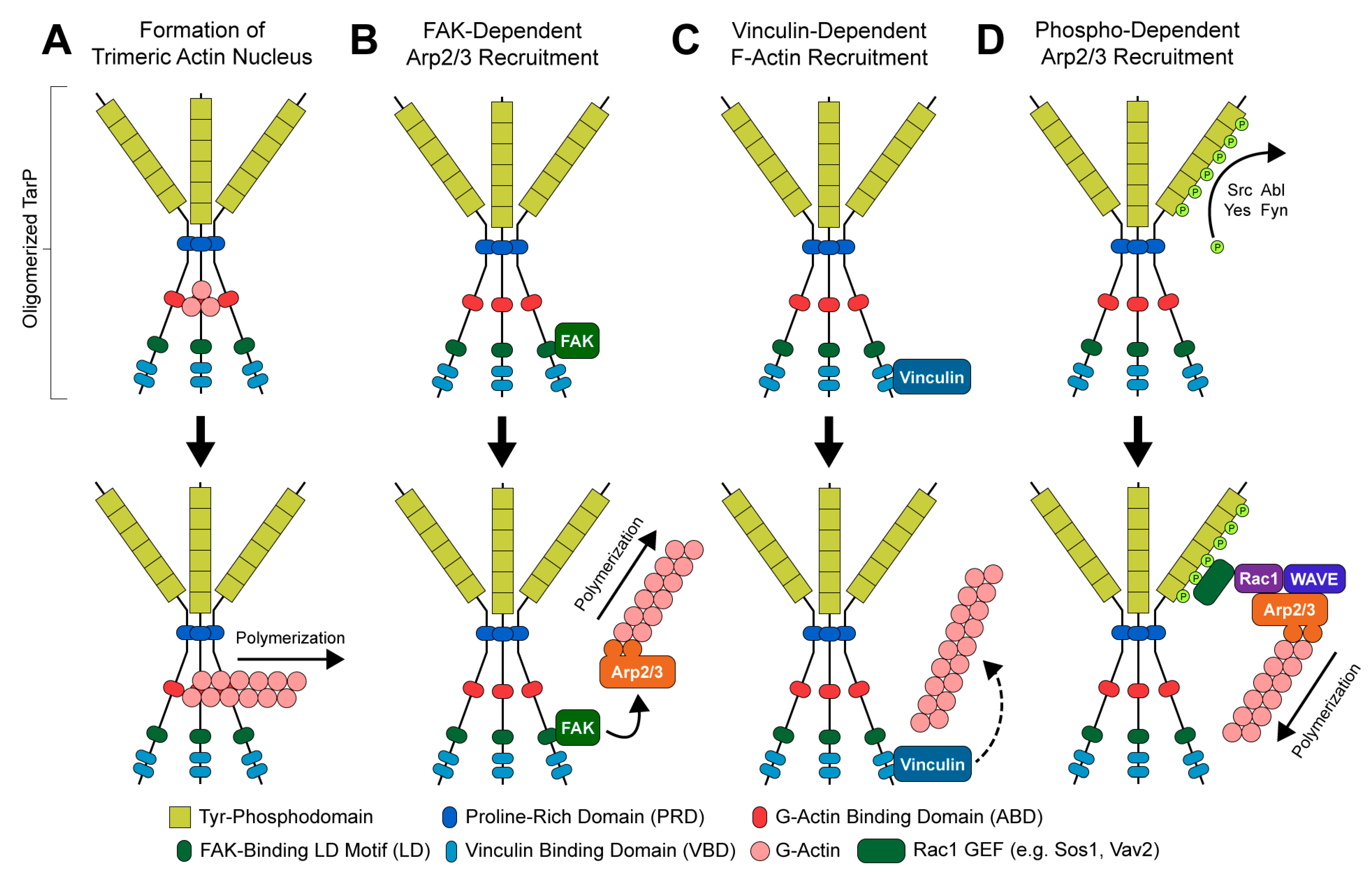 Ijms 21 00090 g003 Ijms 21 00090 g003