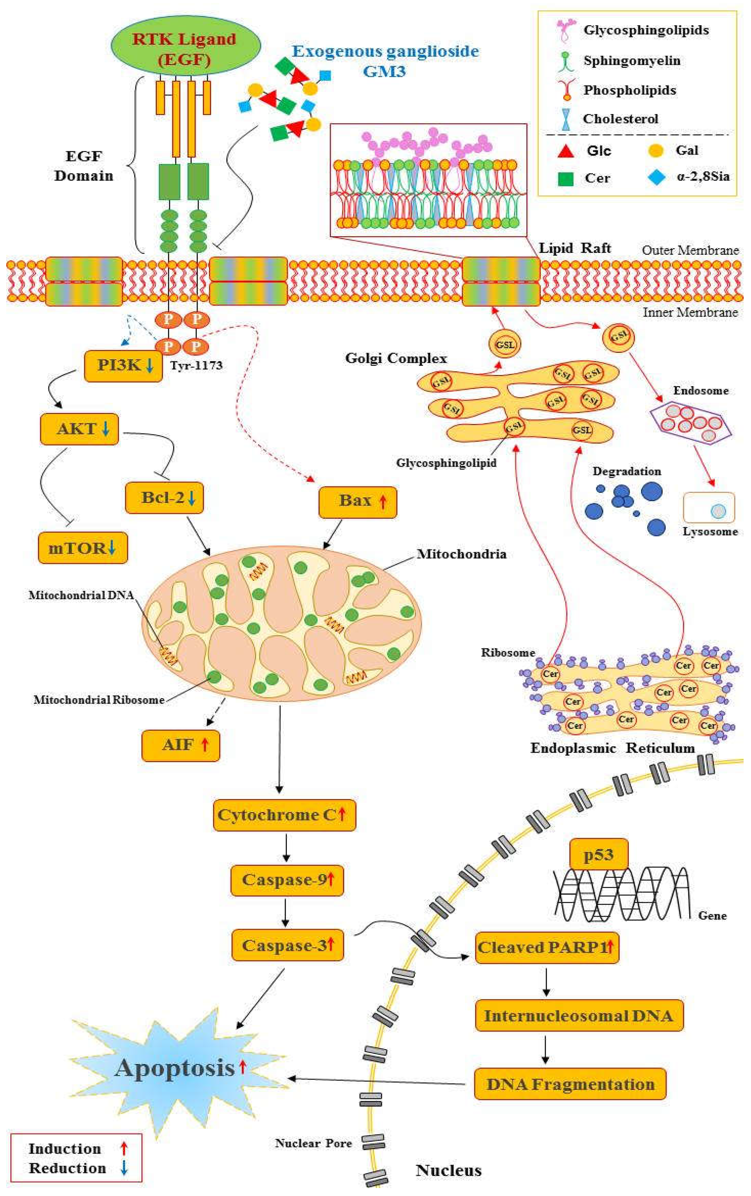 Ijms 21 00106 g003 Ijms 21 00106 g003