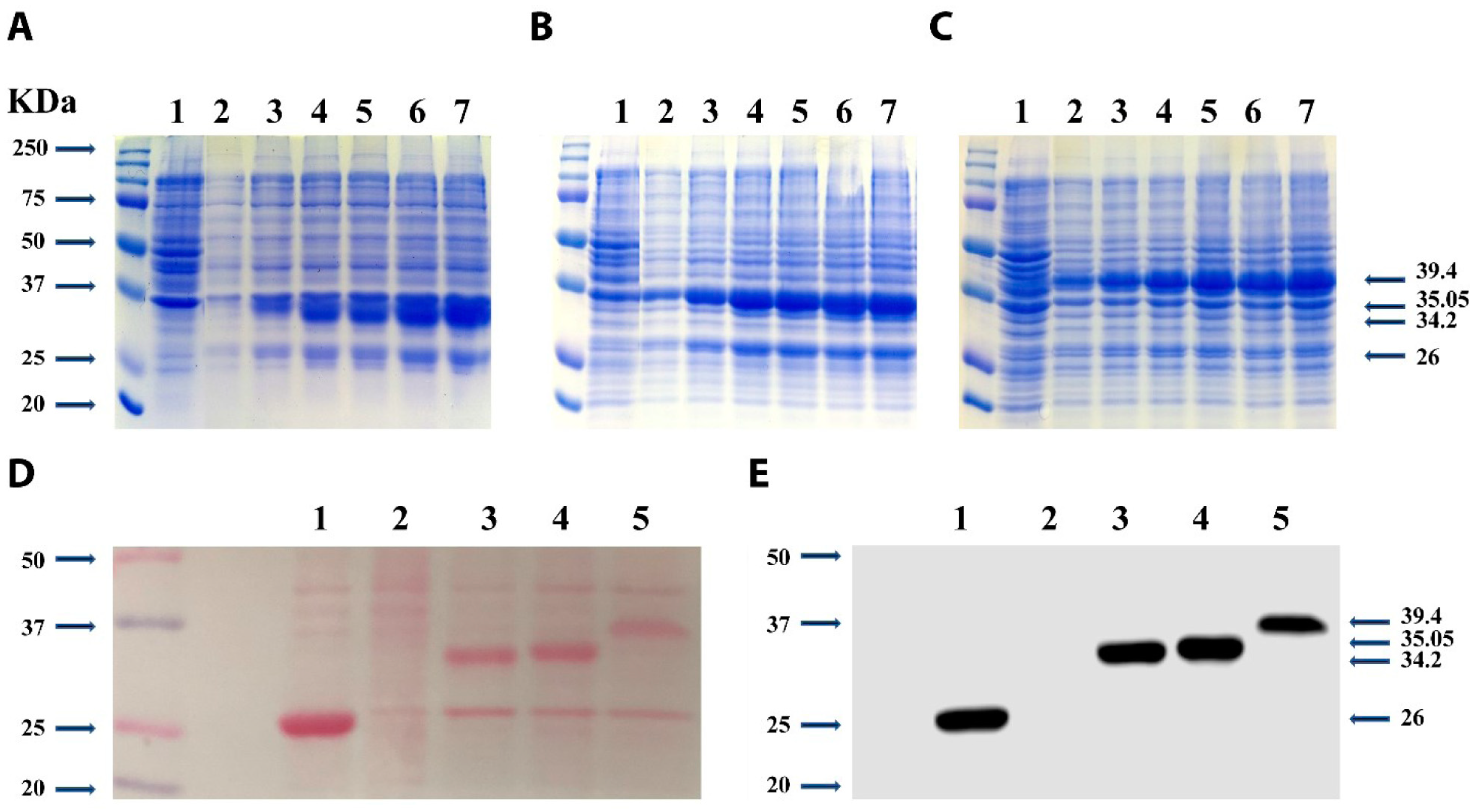 Ijms 21 00153 g005 Ijms 21 00153 g005
