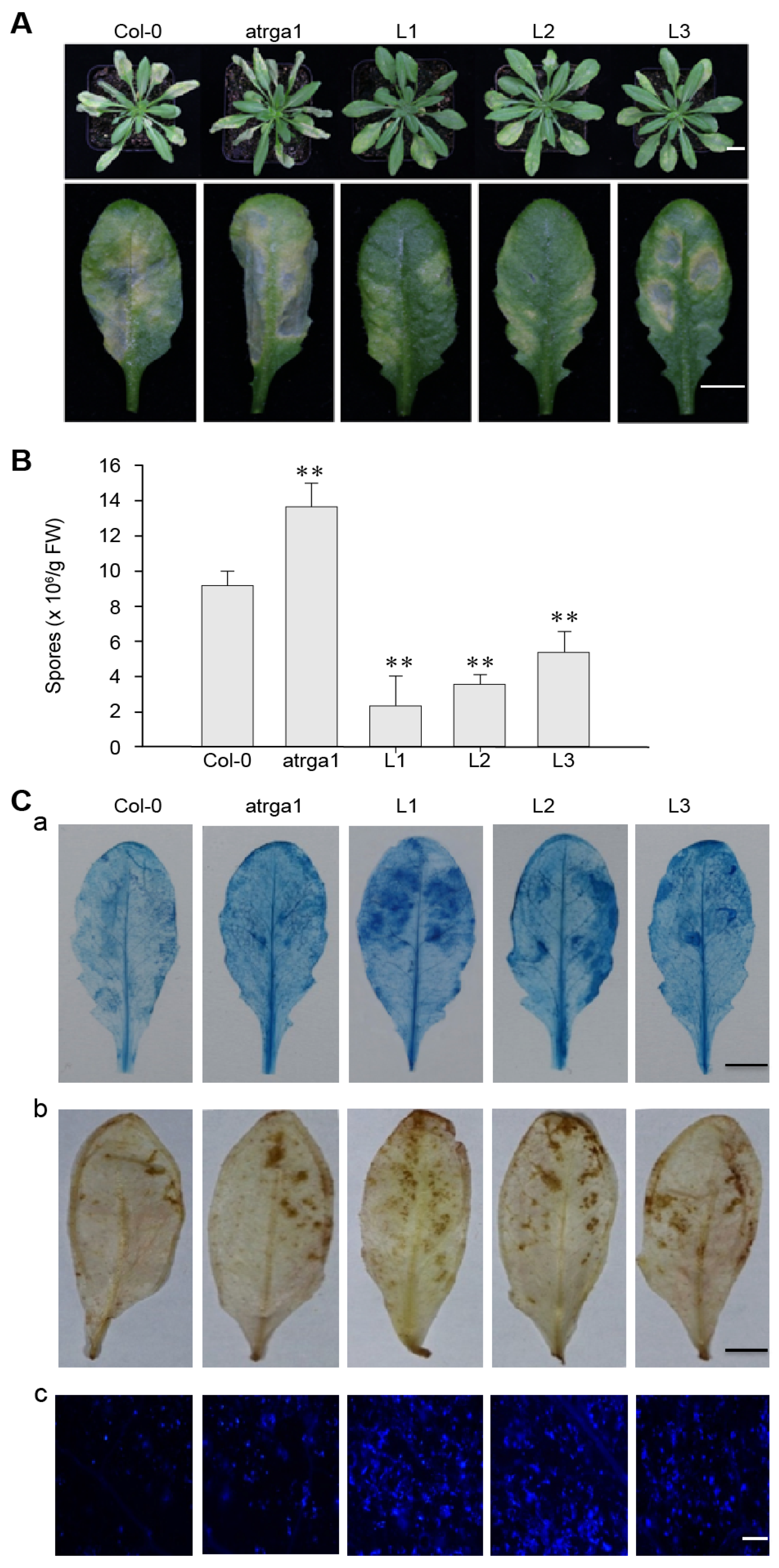 Ijms 21 00193 g005 Ijms 21 00193 g005