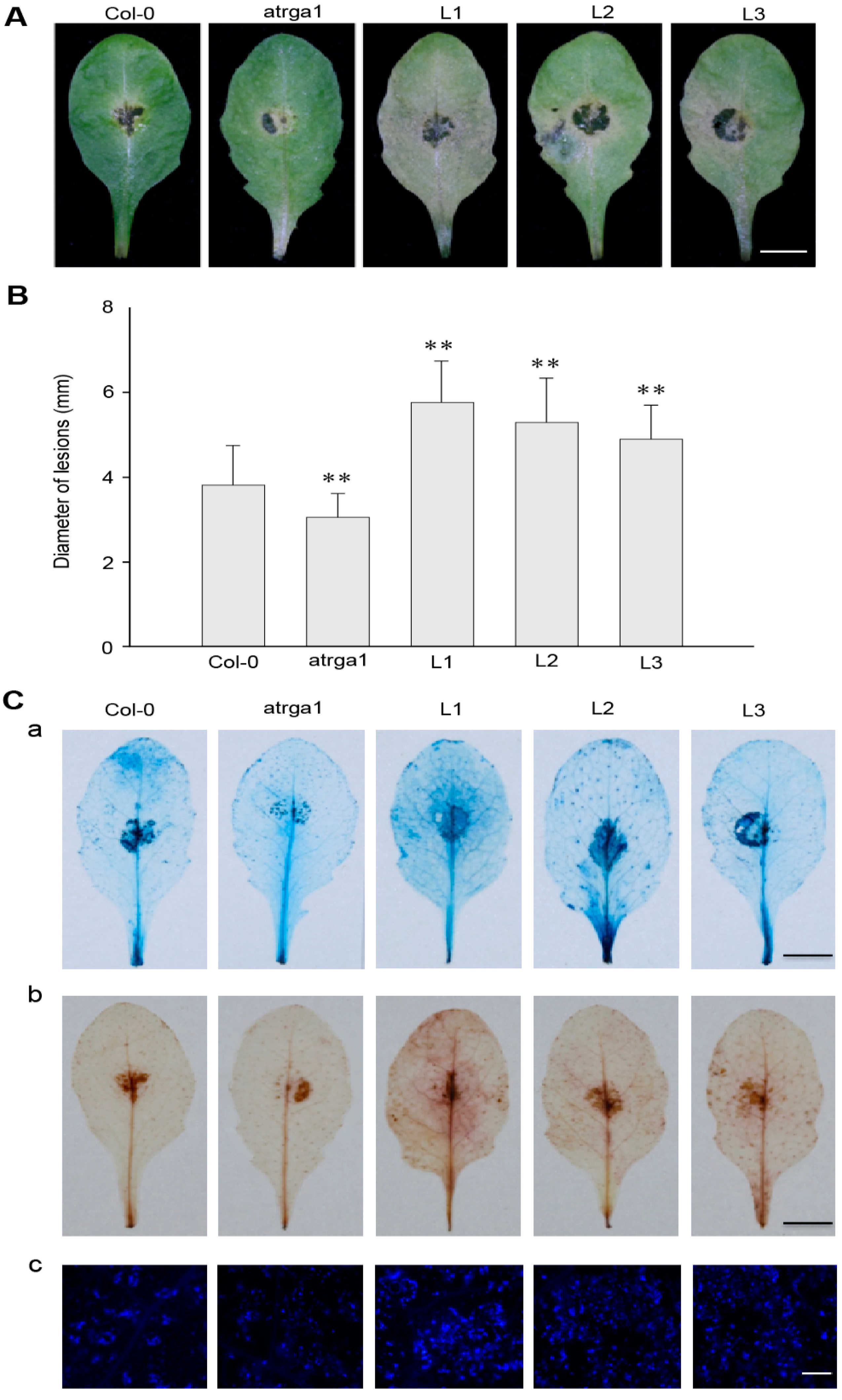 Ijms 21 00193 g007 Ijms 21 00193 g007