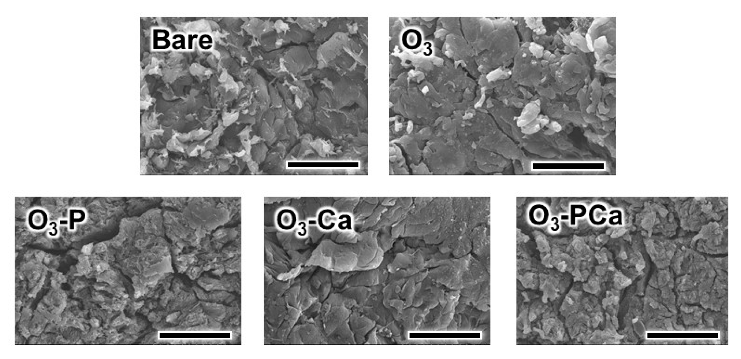 Ijms 21 00198 g004 Ijms 21 00198 g004