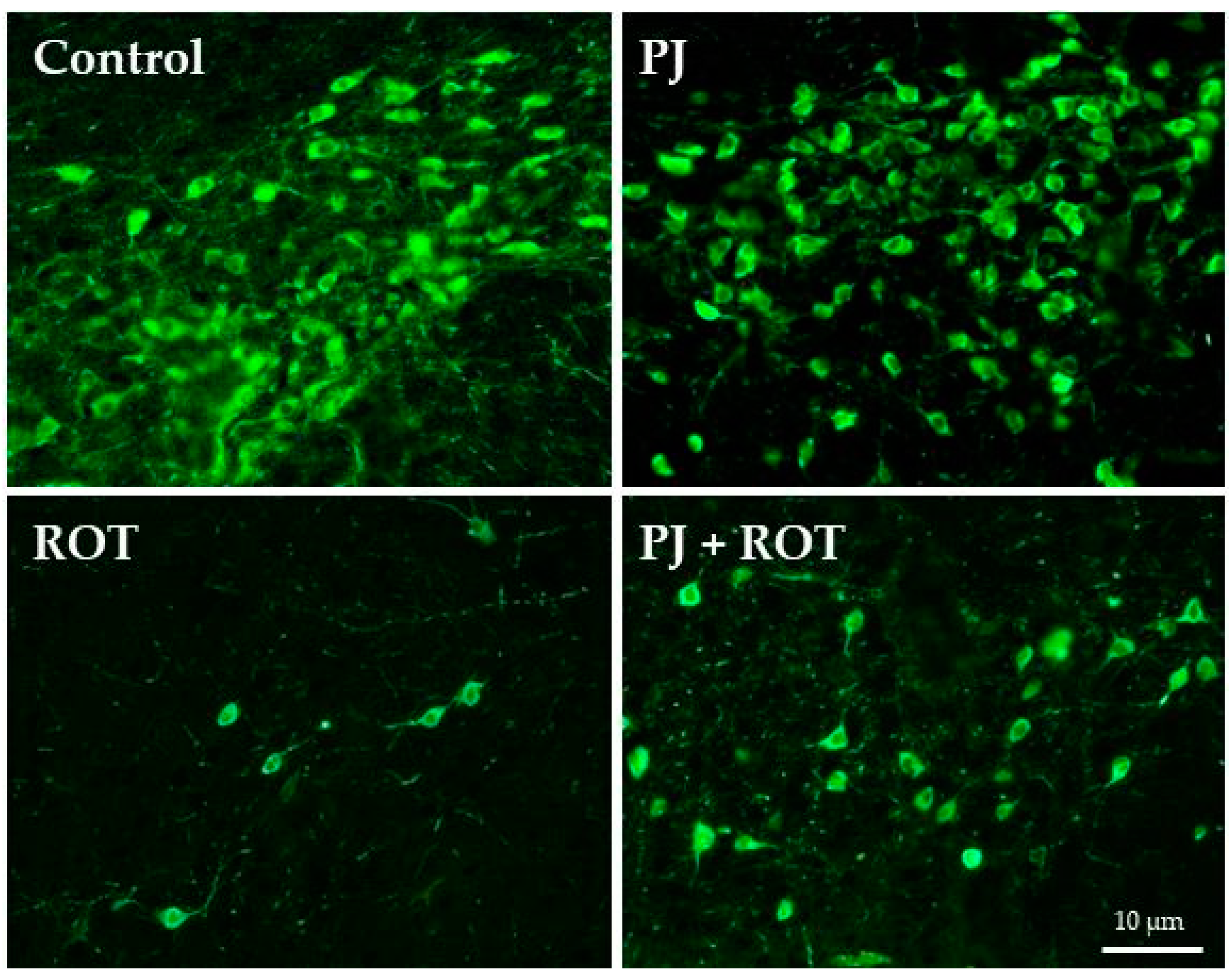 Ijms 21 00202 g004 Ijms 21 00202 g004