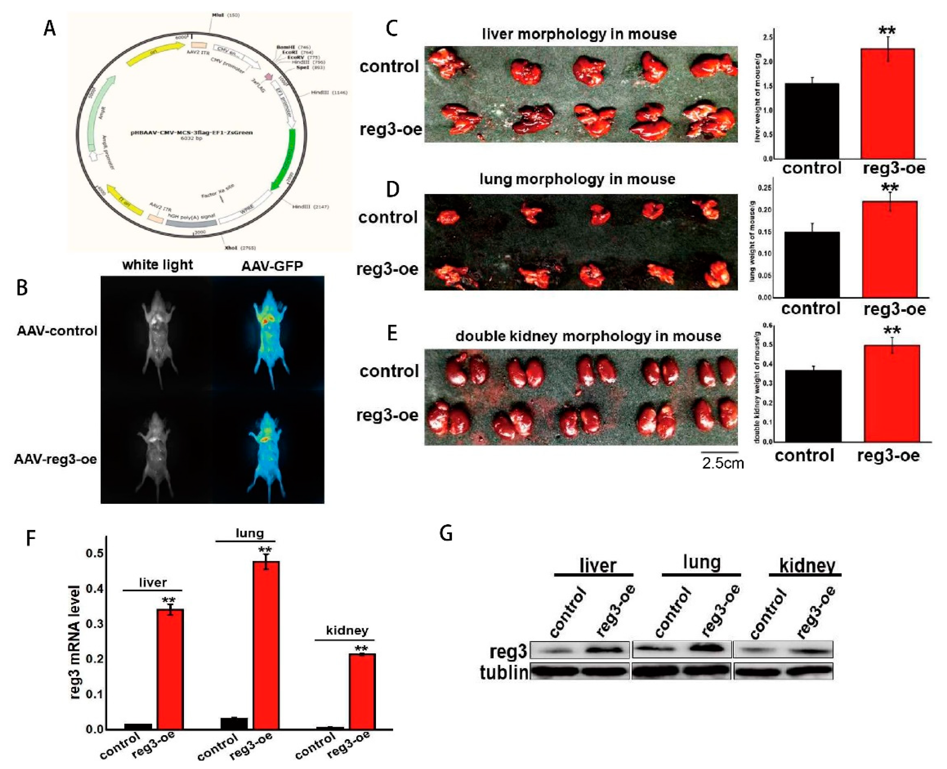 Ijms 21 00224 g003 Ijms 21 00224 g003