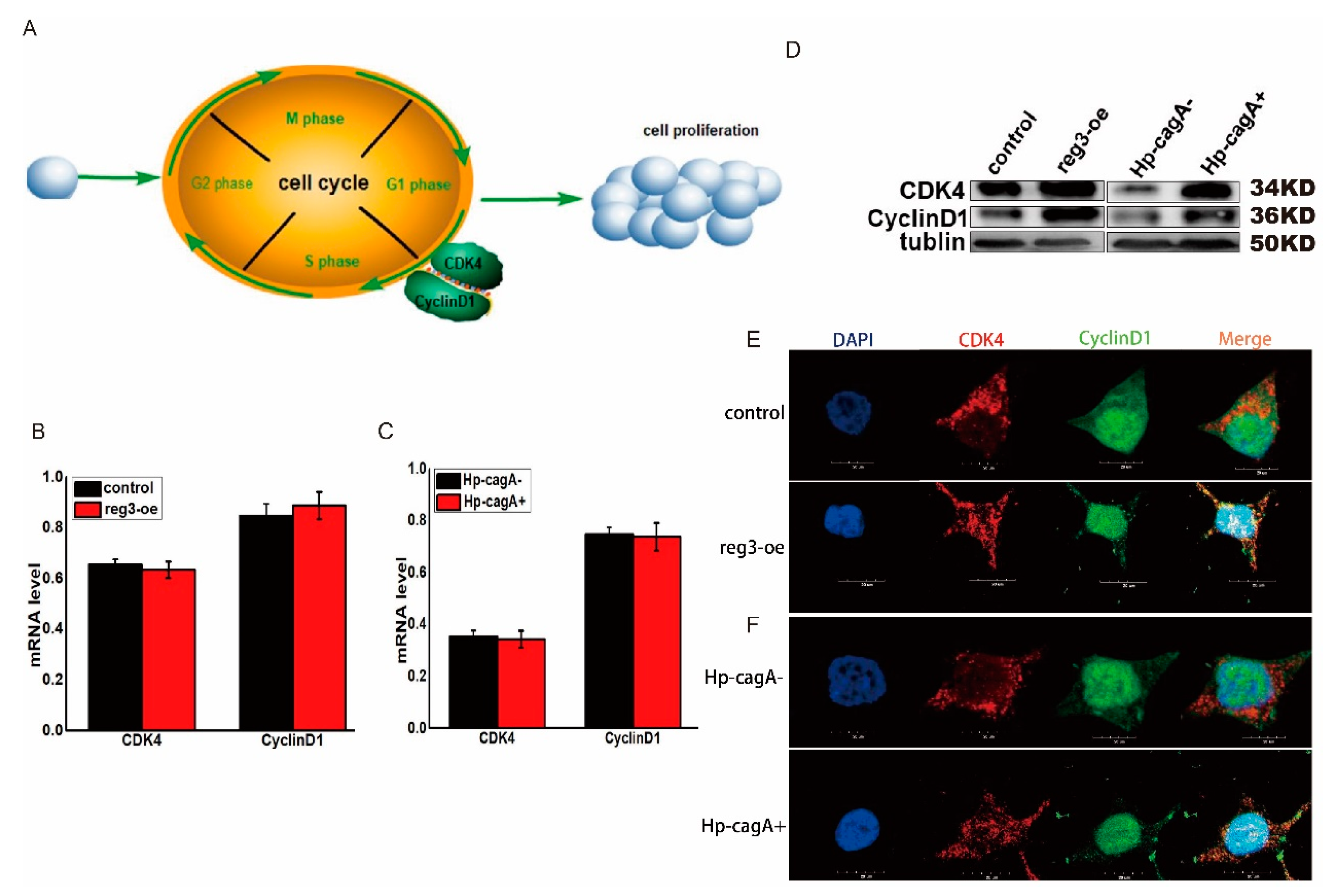 Ijms 21 00224 g005 Ijms 21 00224 g005