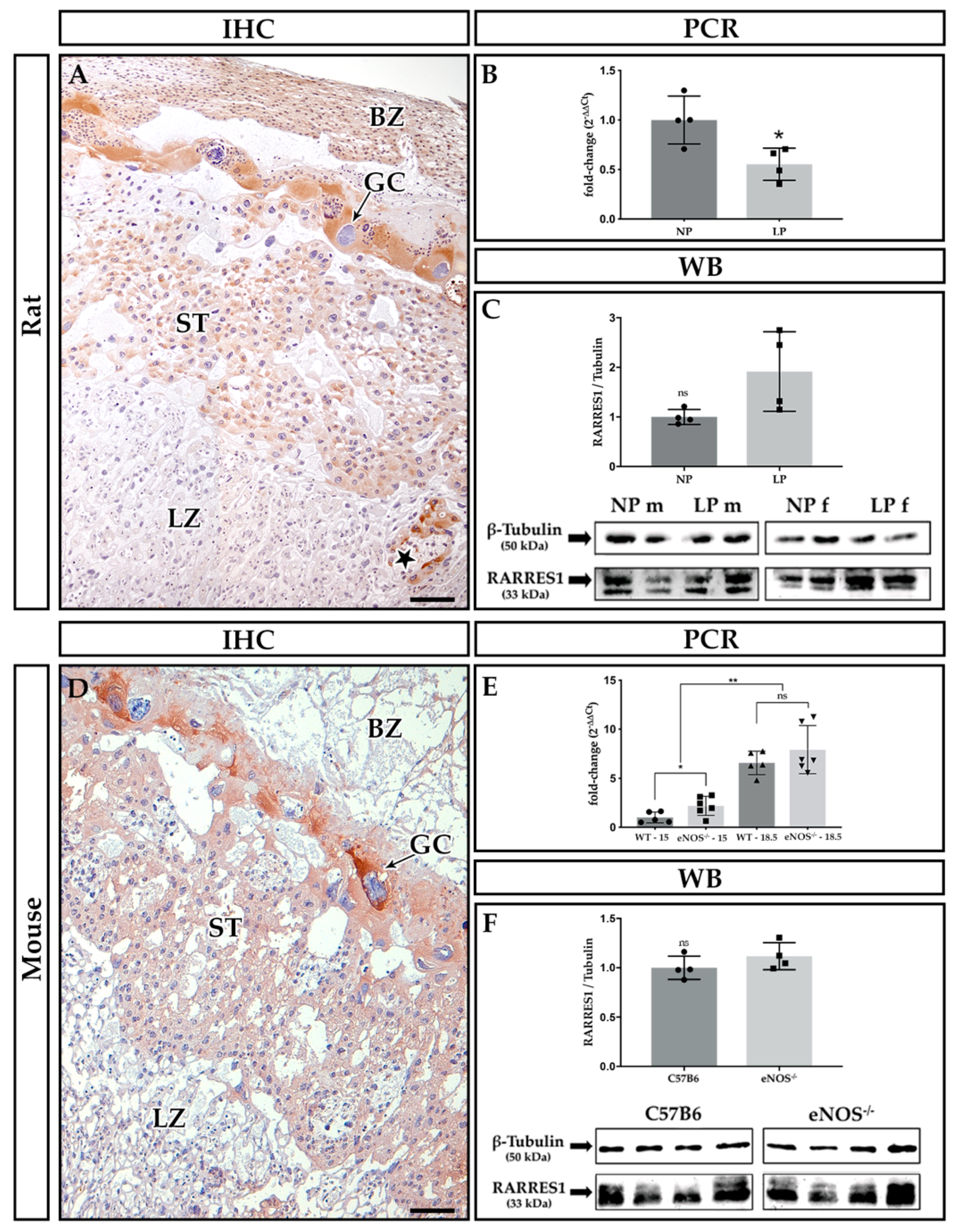 Ijms 21 00242 g001 Ijms 21 00242 g001