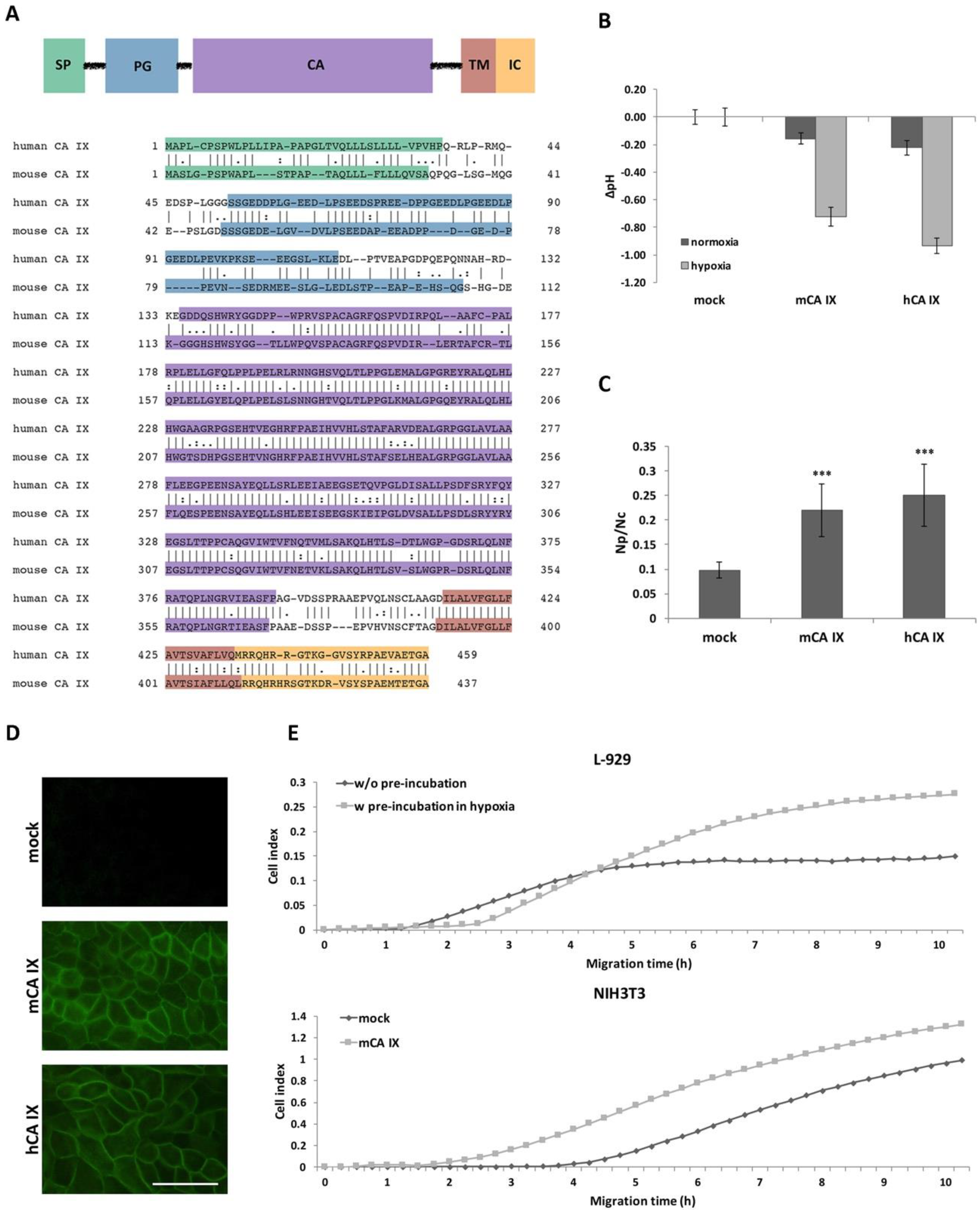 Ijms 21 00246 g002 Ijms 21 00246 g002