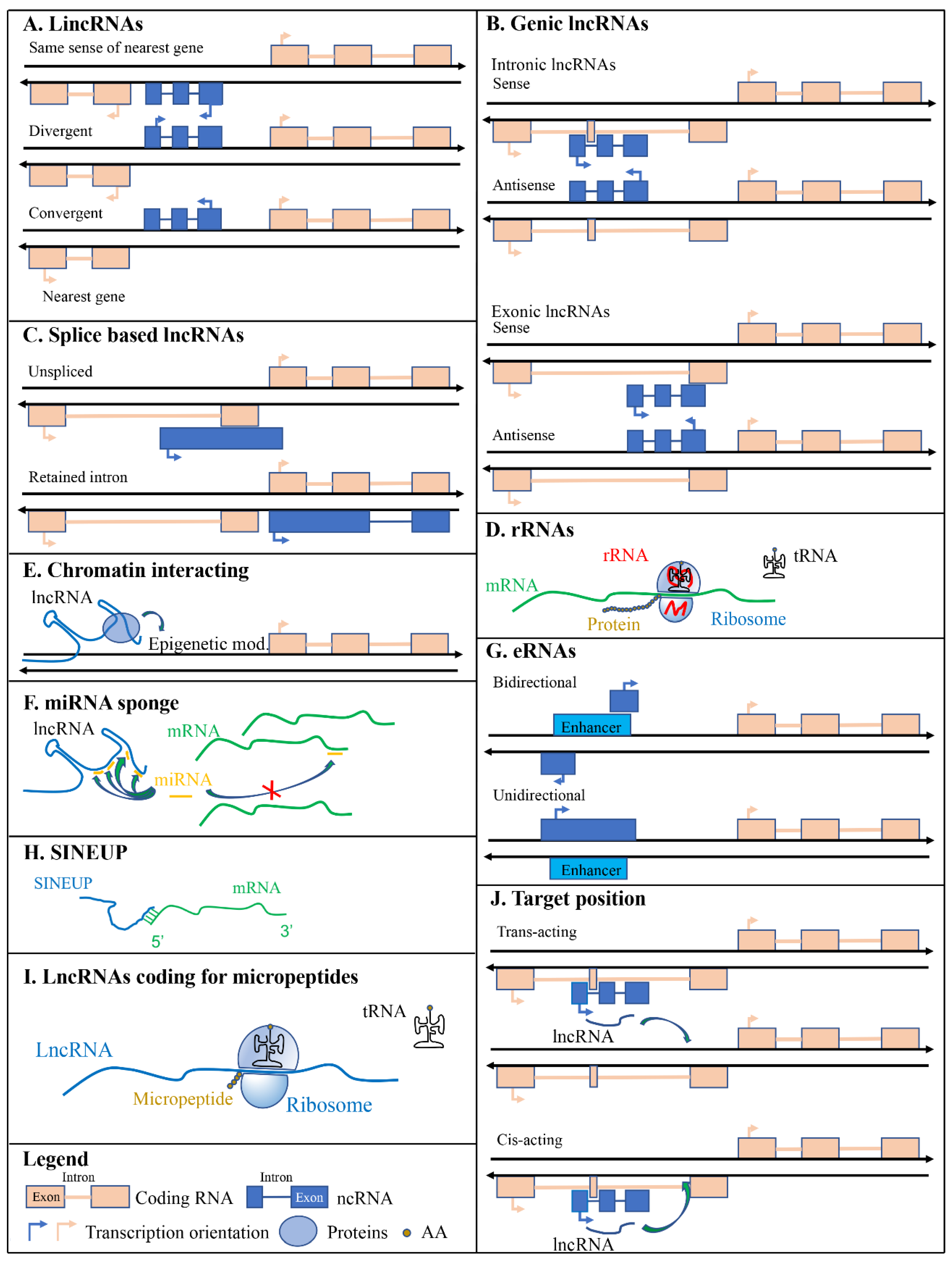 Ijms 21 00302 g002 Ijms 21 00302 g002