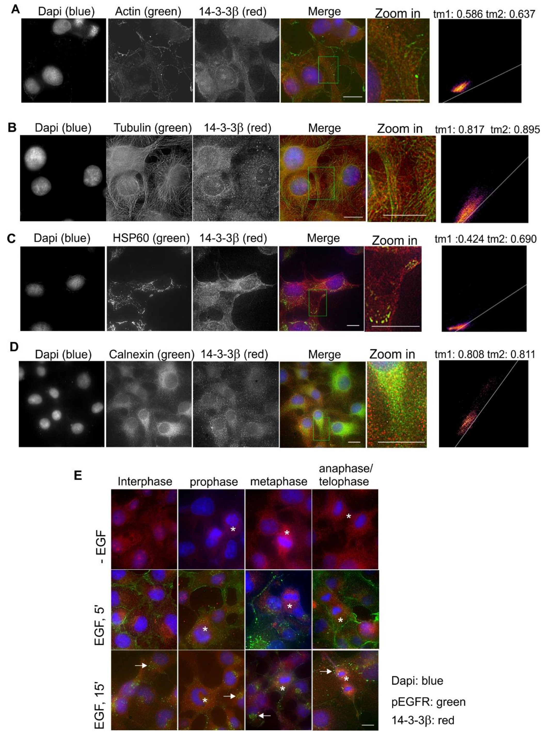 Ijms 21 00318 g004 Ijms 21 00318 g004