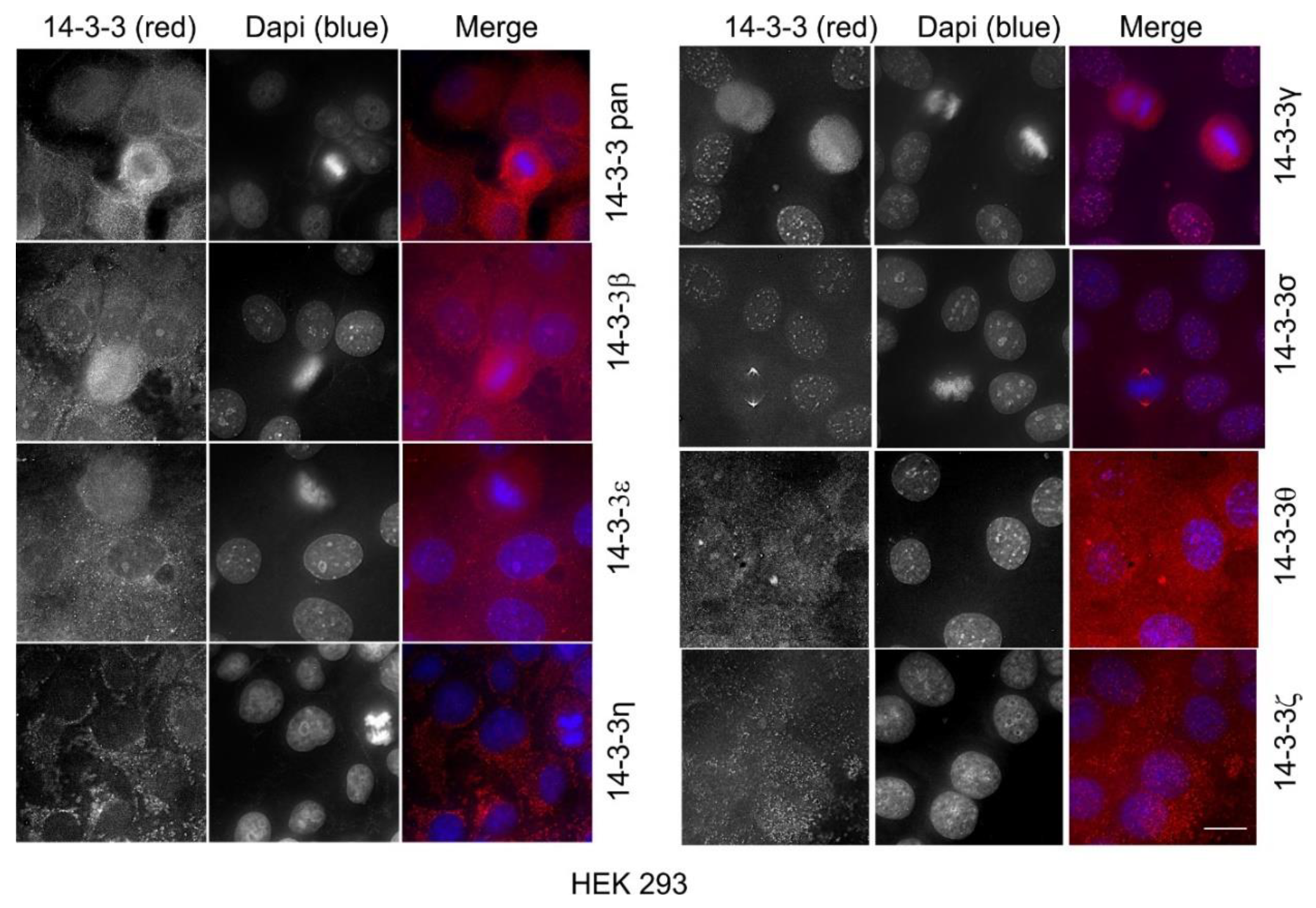 Ijms 21 00318 g011 Ijms 21 00318 g011