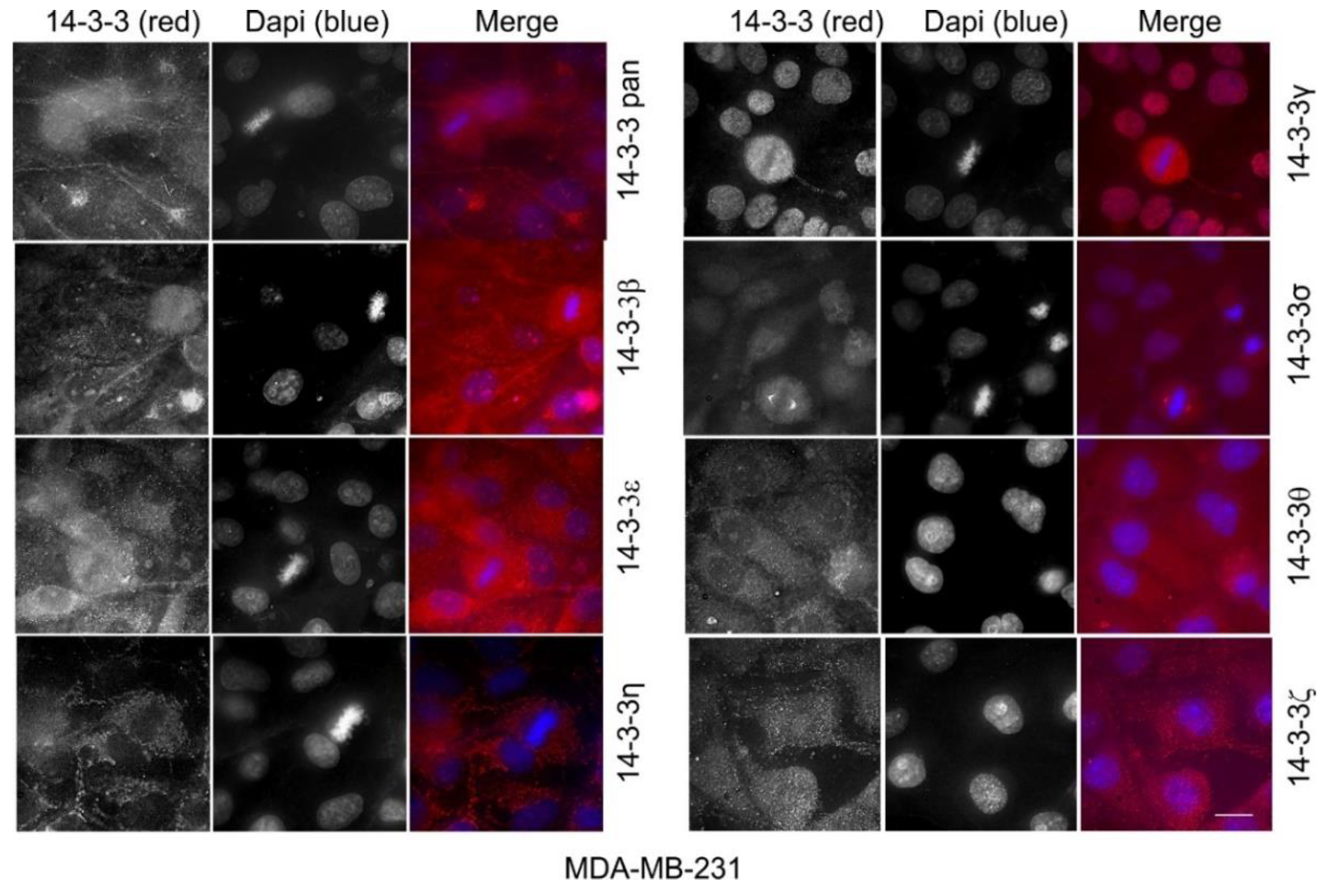 Ijms 21 00318 g012 Ijms 21 00318 g012