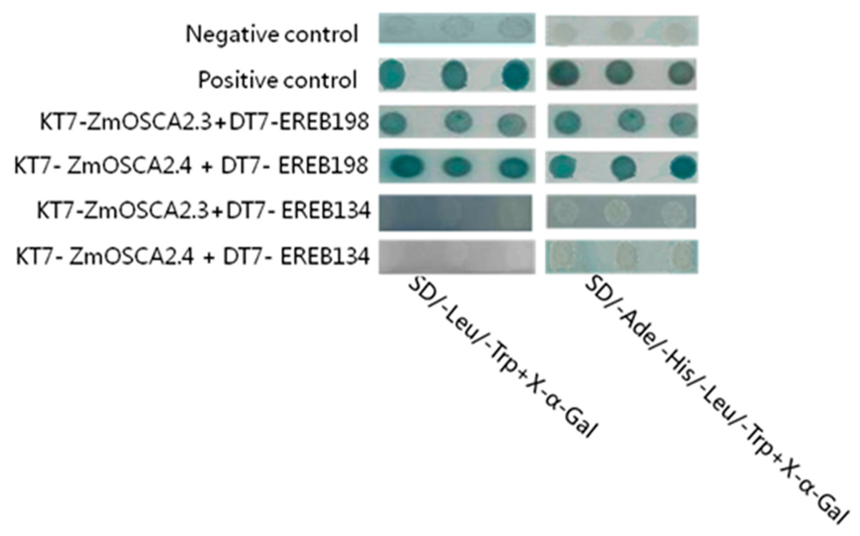 Ijms 21 00351 g007 Ijms 21 00351 g007