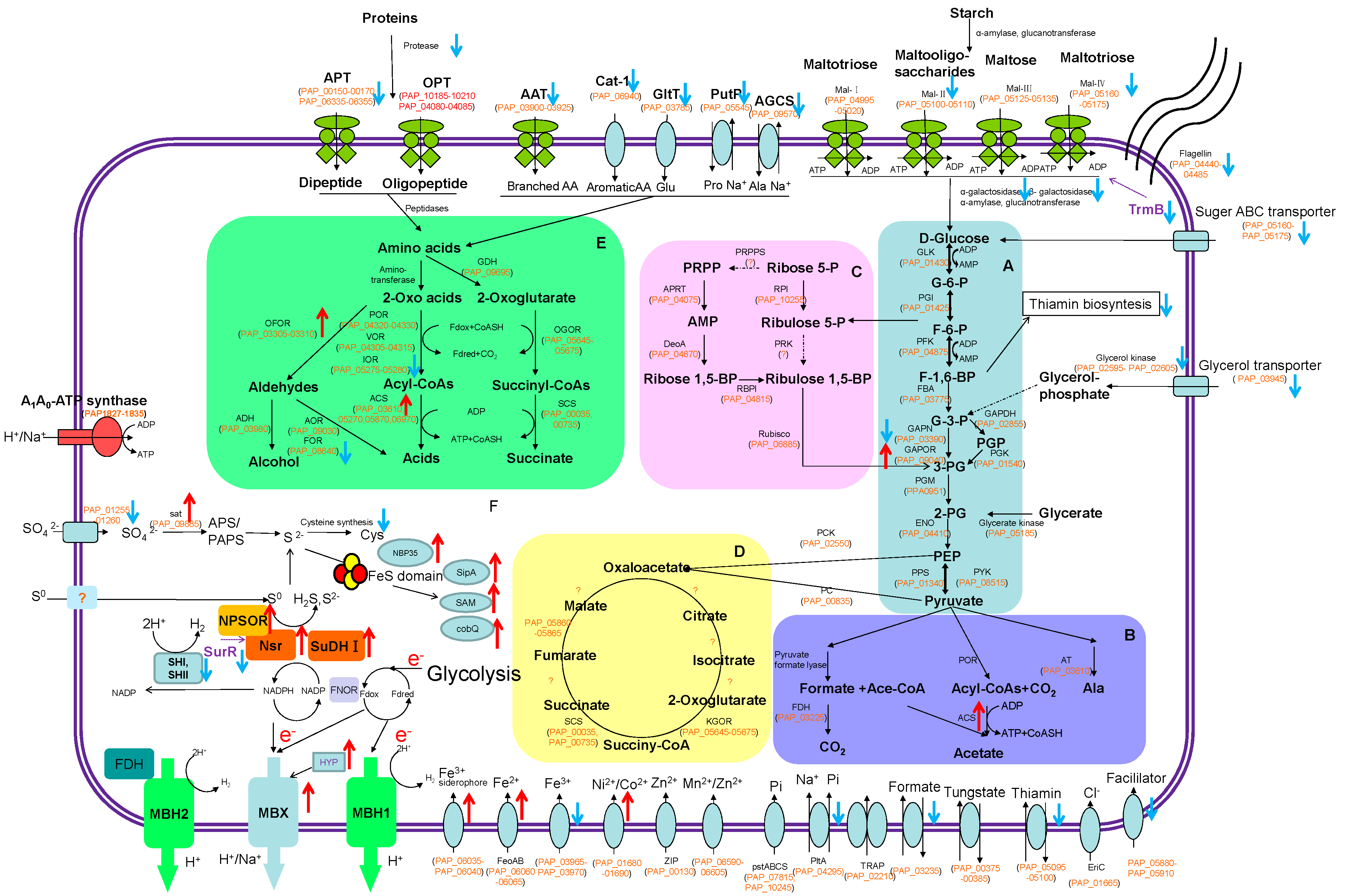 Ijms 21 00368 g002 Ijms 21 00368 g002