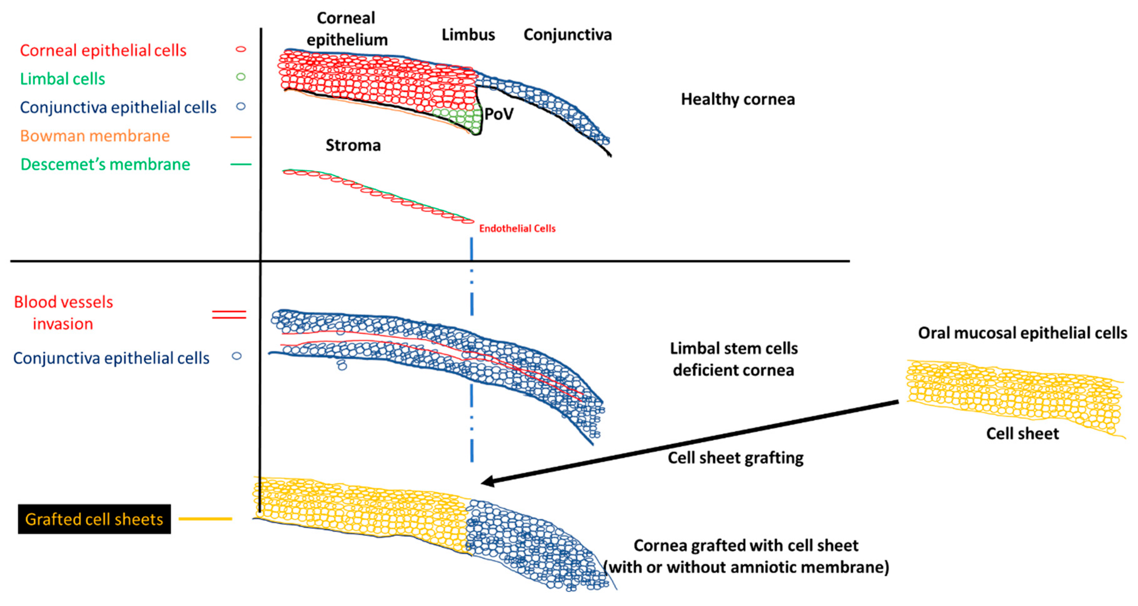 Ijms 21 00411 sch001