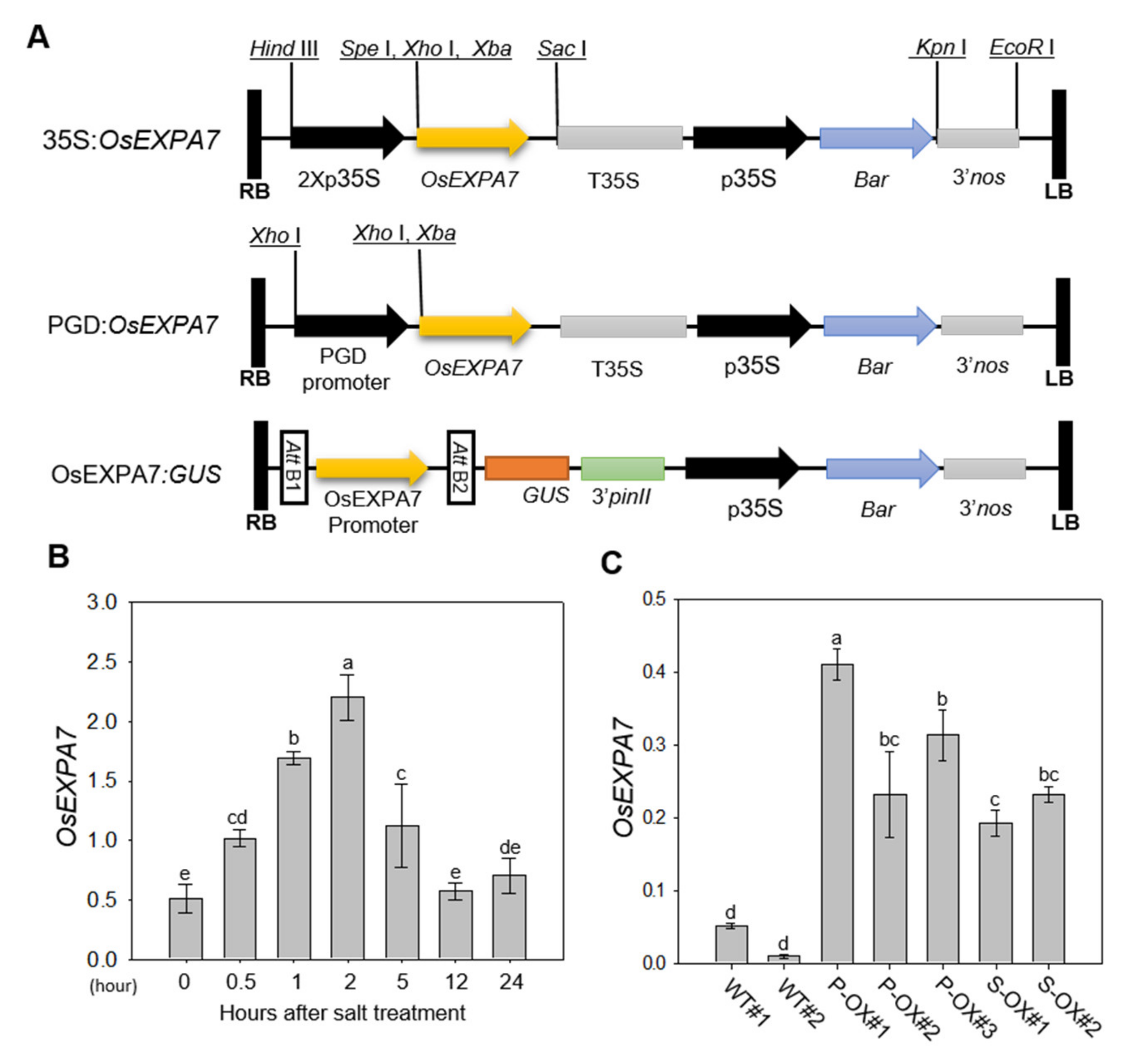 Ijms 21 00454 g001 Ijms 21 00454 g001