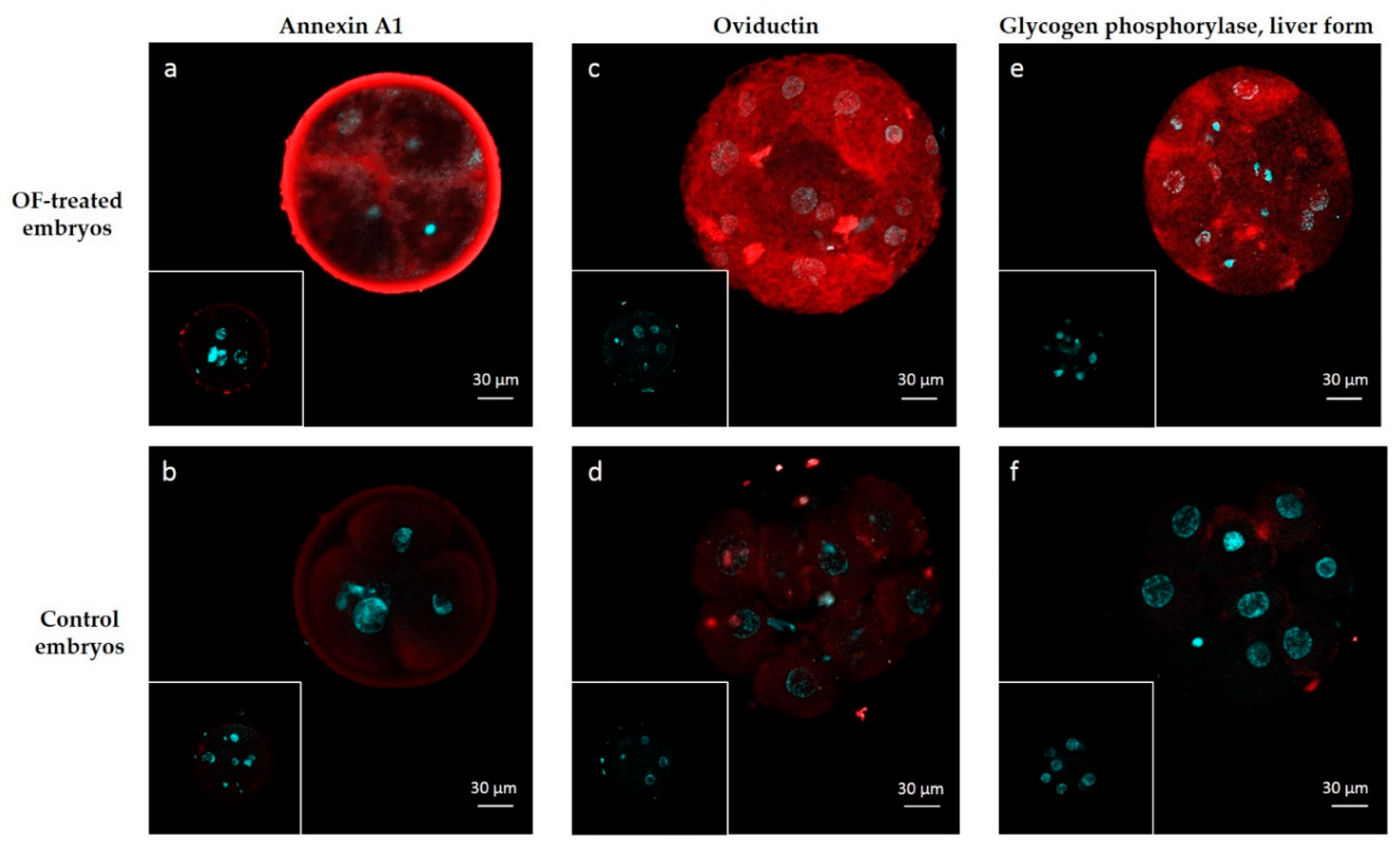 Ijms 21 00466 g004 Ijms 21 00466 g004