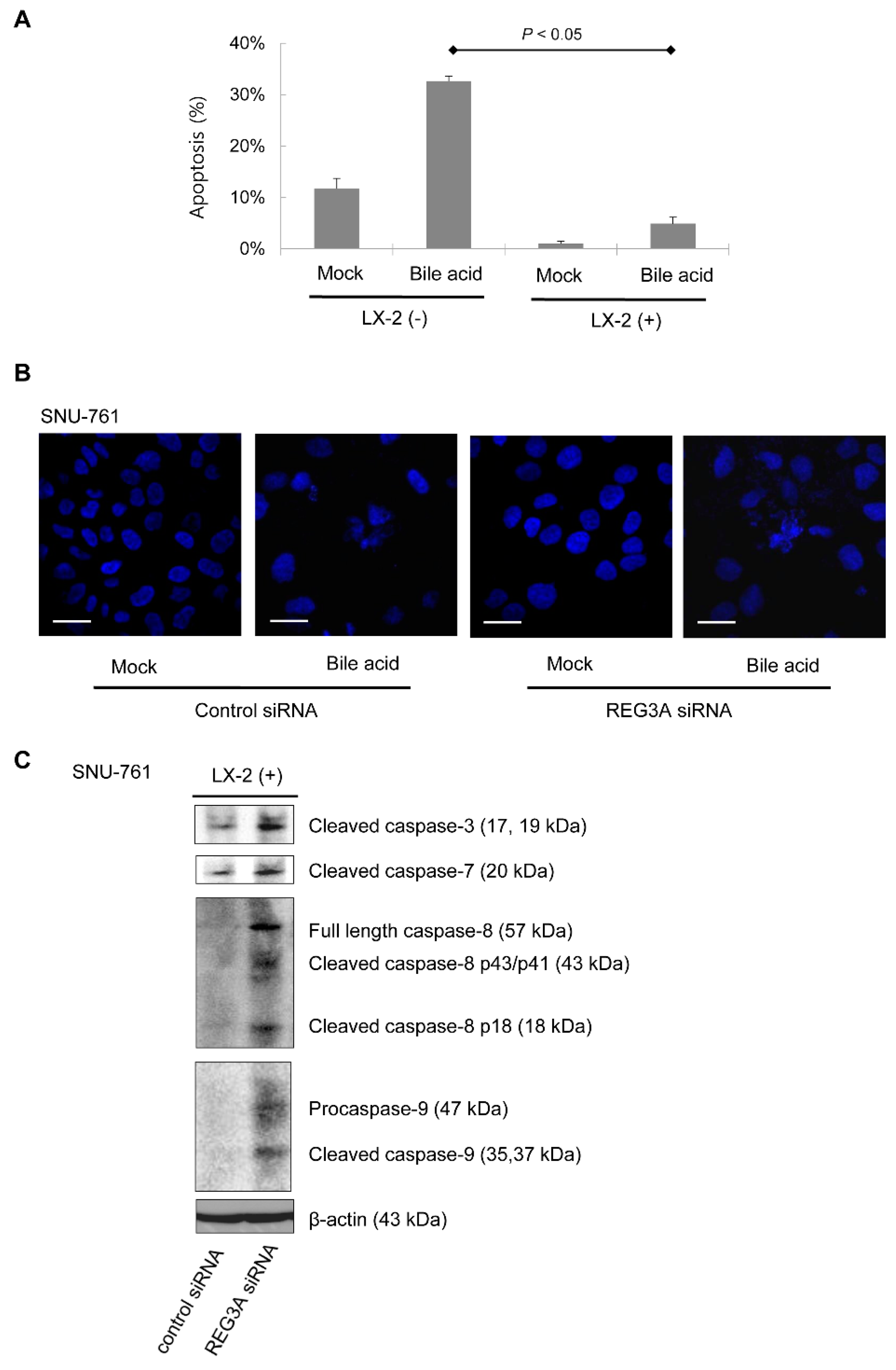 Ijms 21 00472 g003 Ijms 21 00472 g003