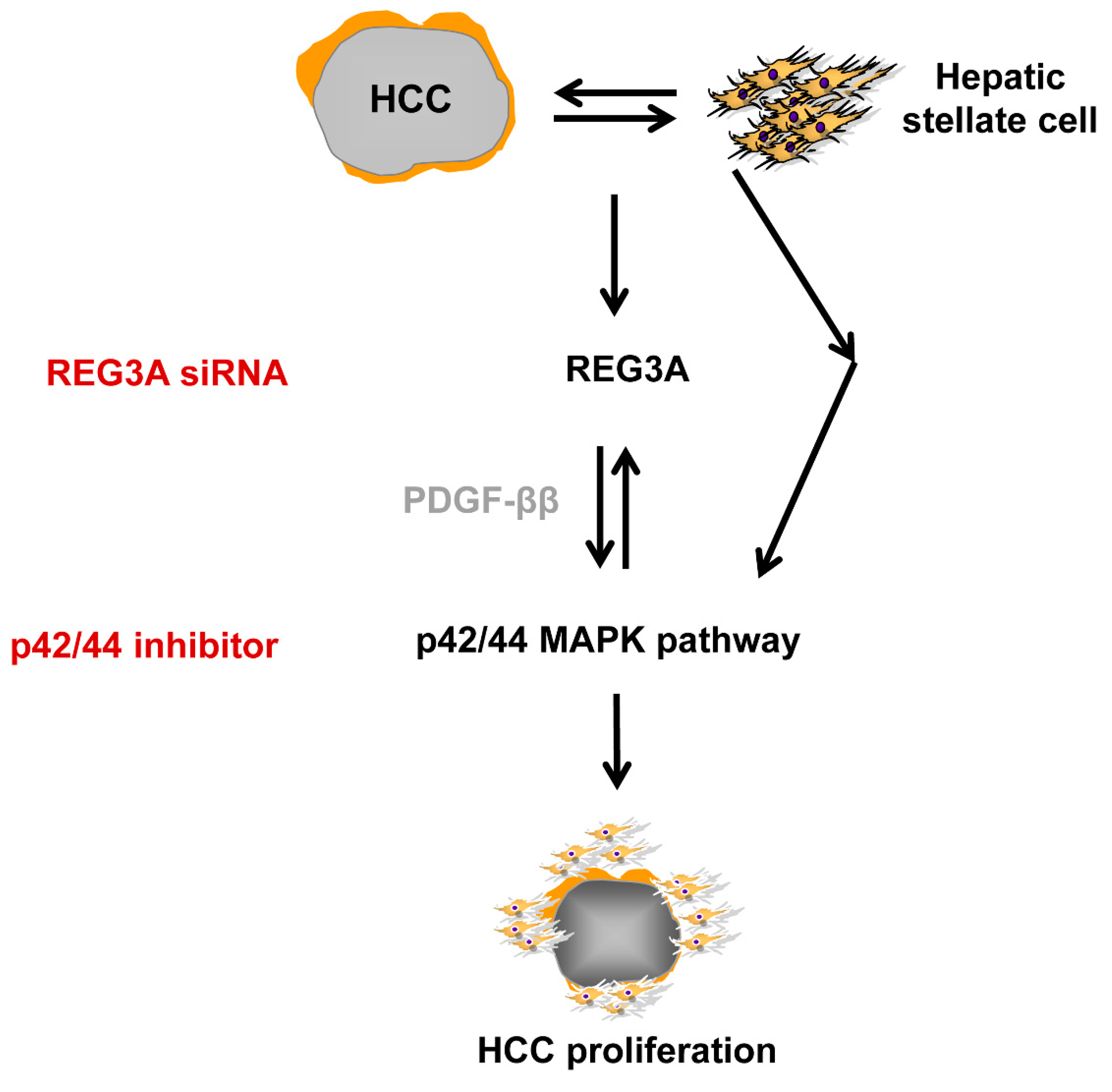 Ijms 21 00472 g007 Ijms 21 00472 g007