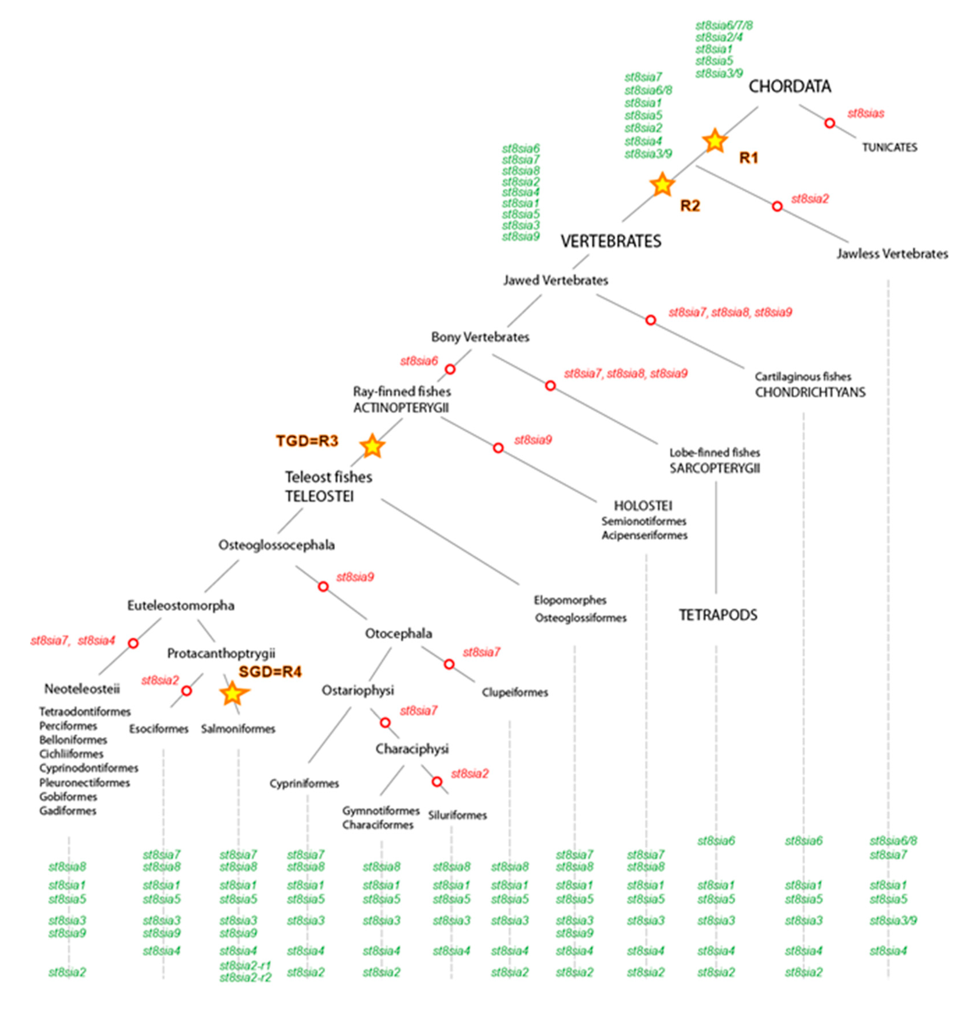 Ijms 21 00513 g004 Ijms 21 00513 g004