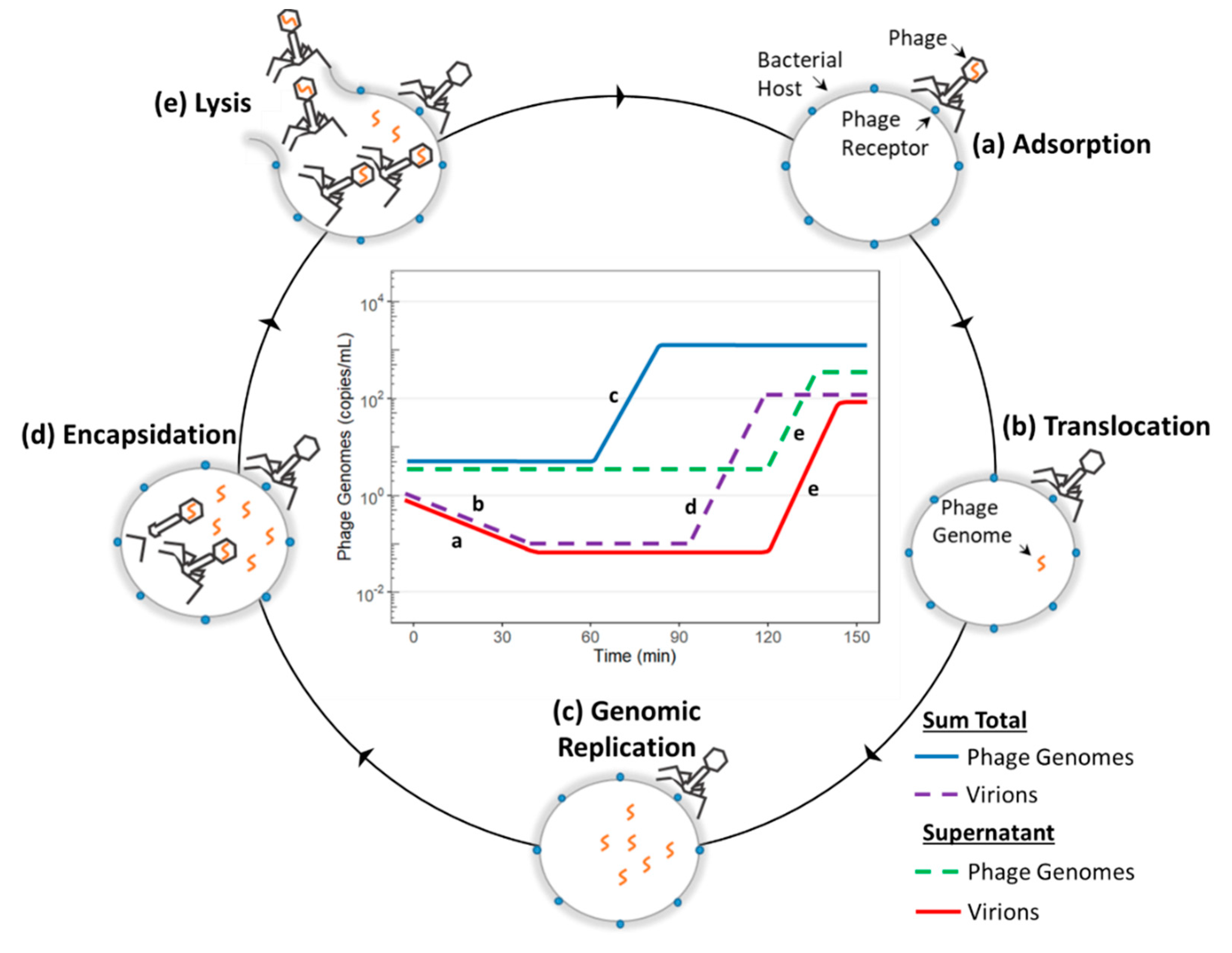Ijms 21 00553 g002 Ijms 21 00553 g002