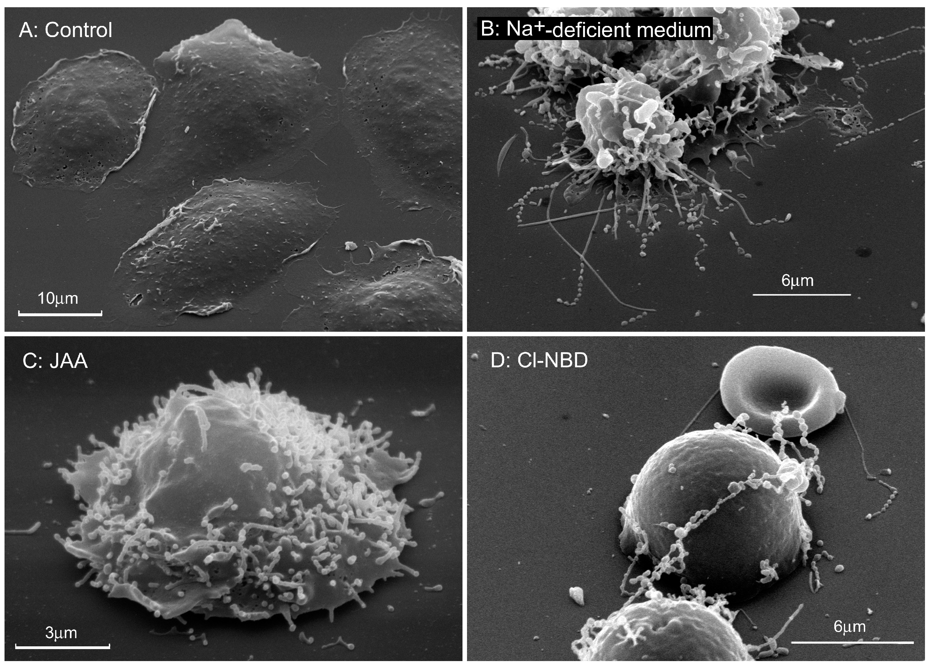 Ijms 21 00586 g002 Ijms 21 00586 g002