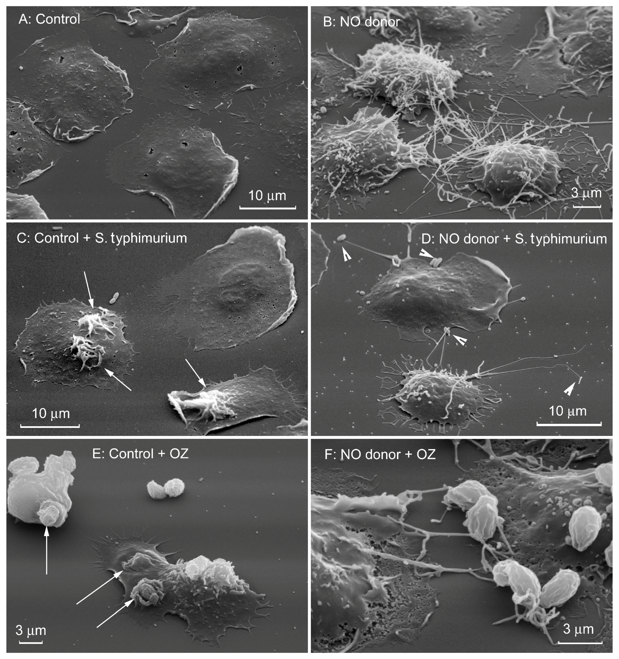 Ijms 21 00586 g003 Ijms 21 00586 g003