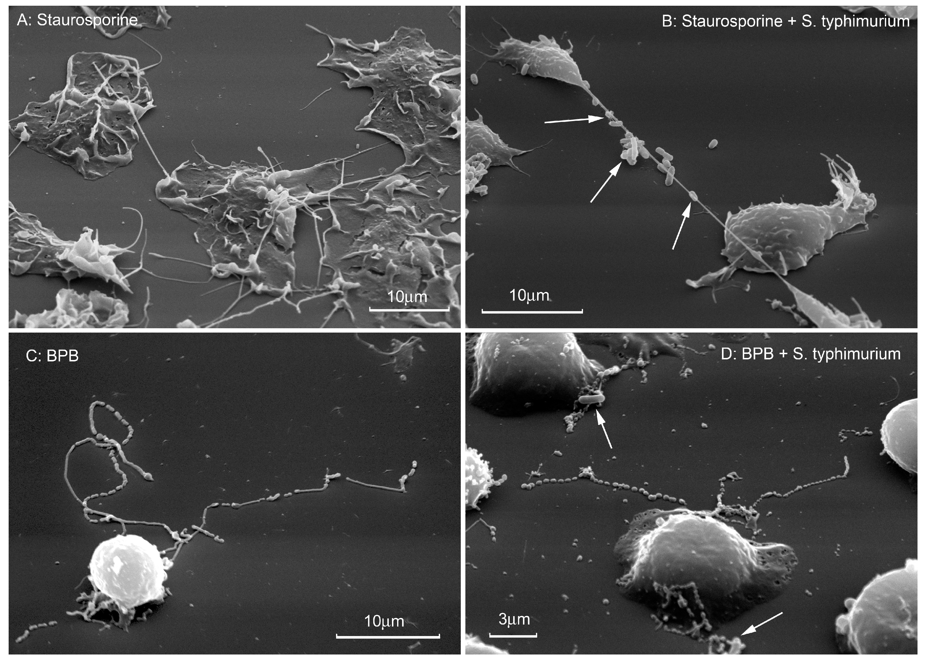 Ijms 21 00586 g004 Ijms 21 00586 g004