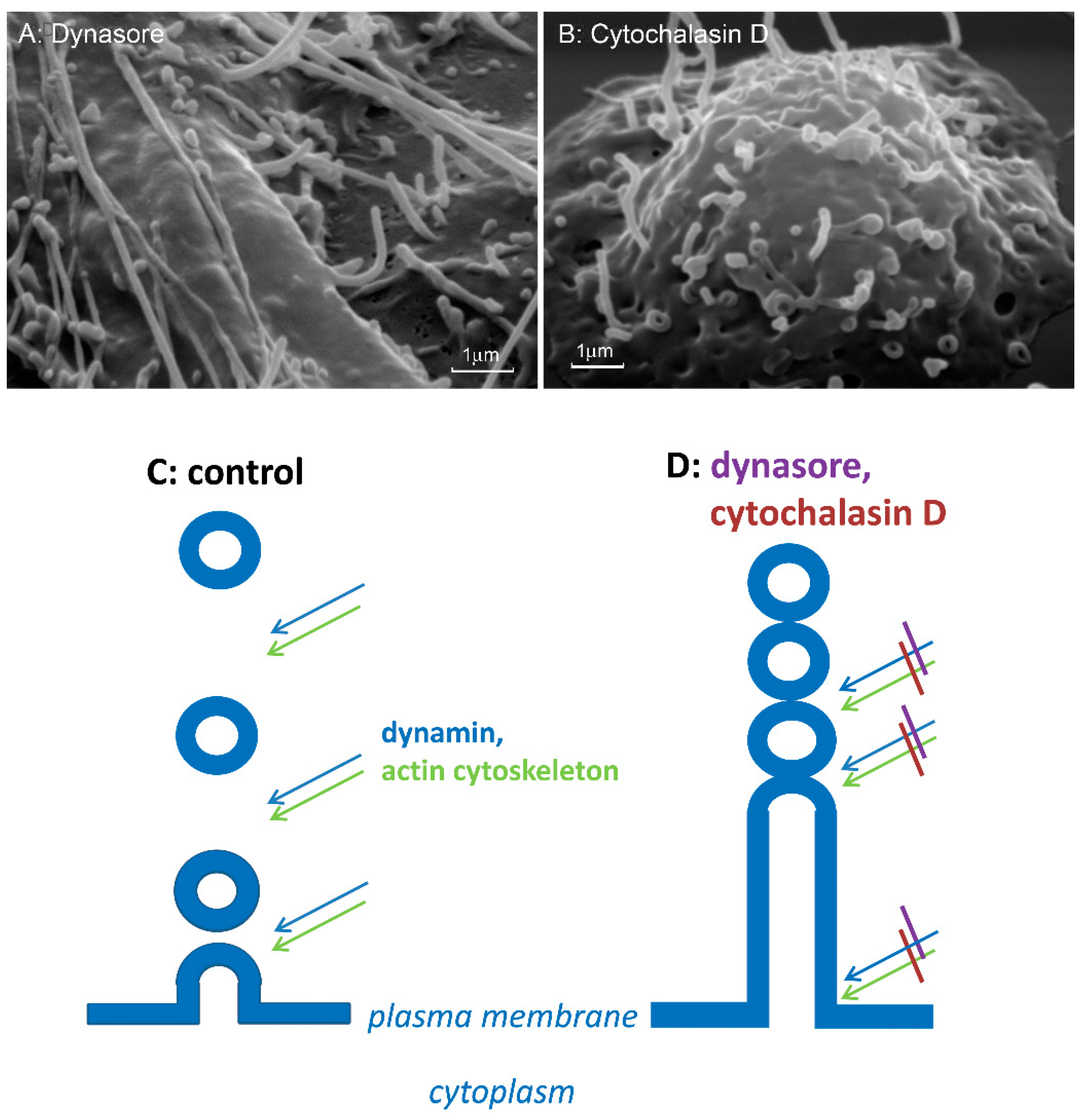 Ijms 21 00586 g005 Ijms 21 00586 g005