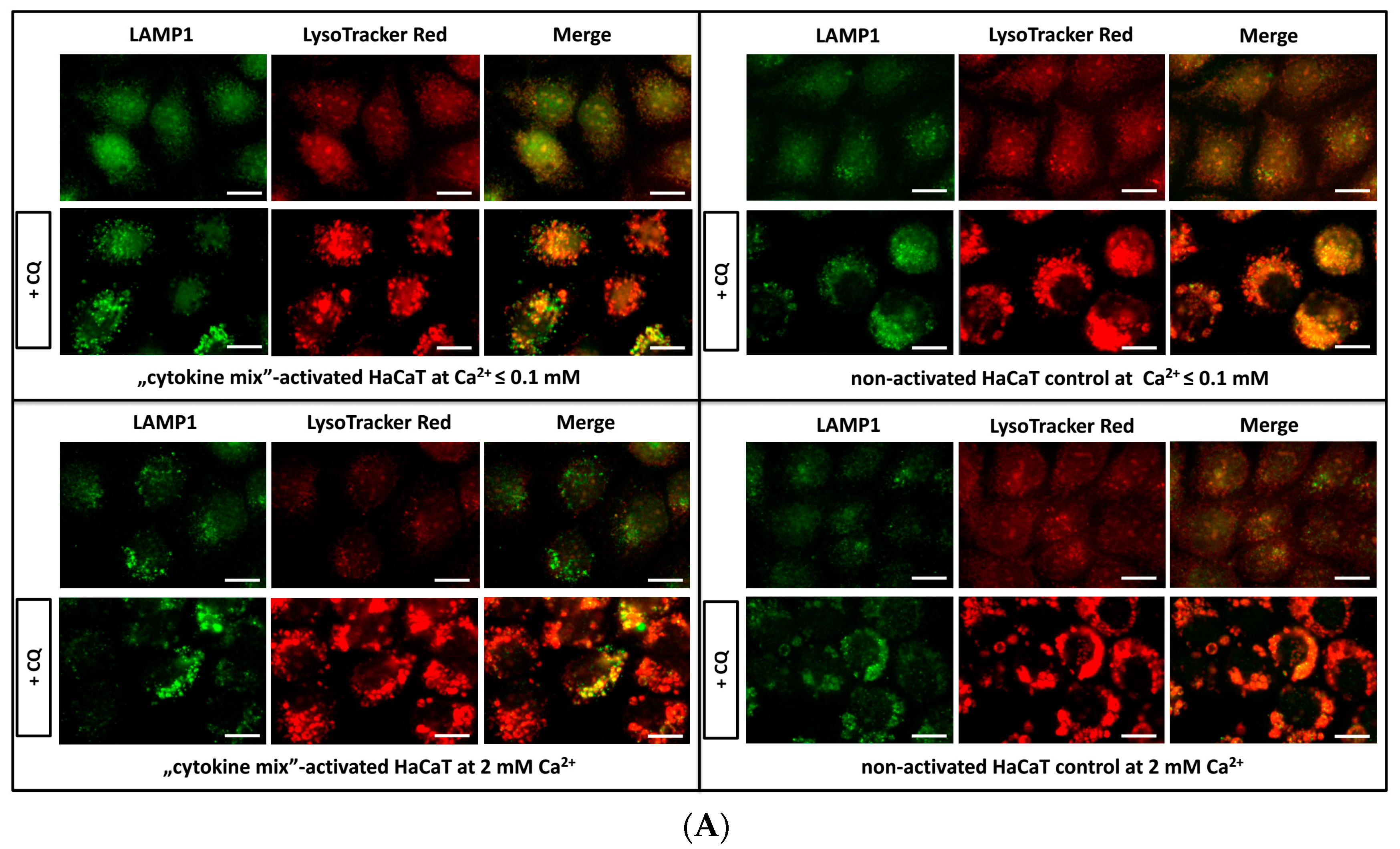 Ijms 21 00594 g001 Ijms 21 00594 g001