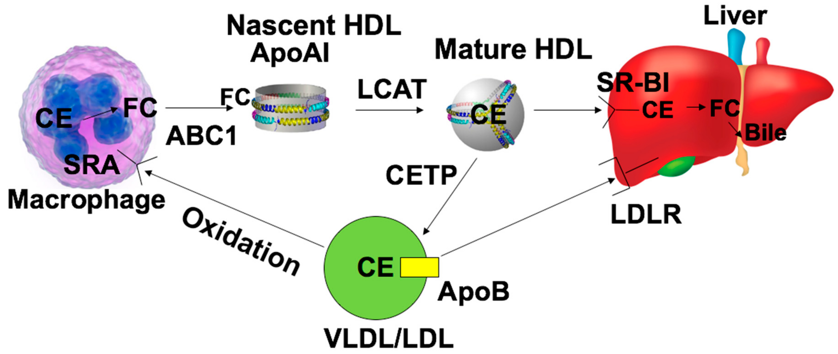 Ijms 21 00739 g001 Ijms 21 00739 g001