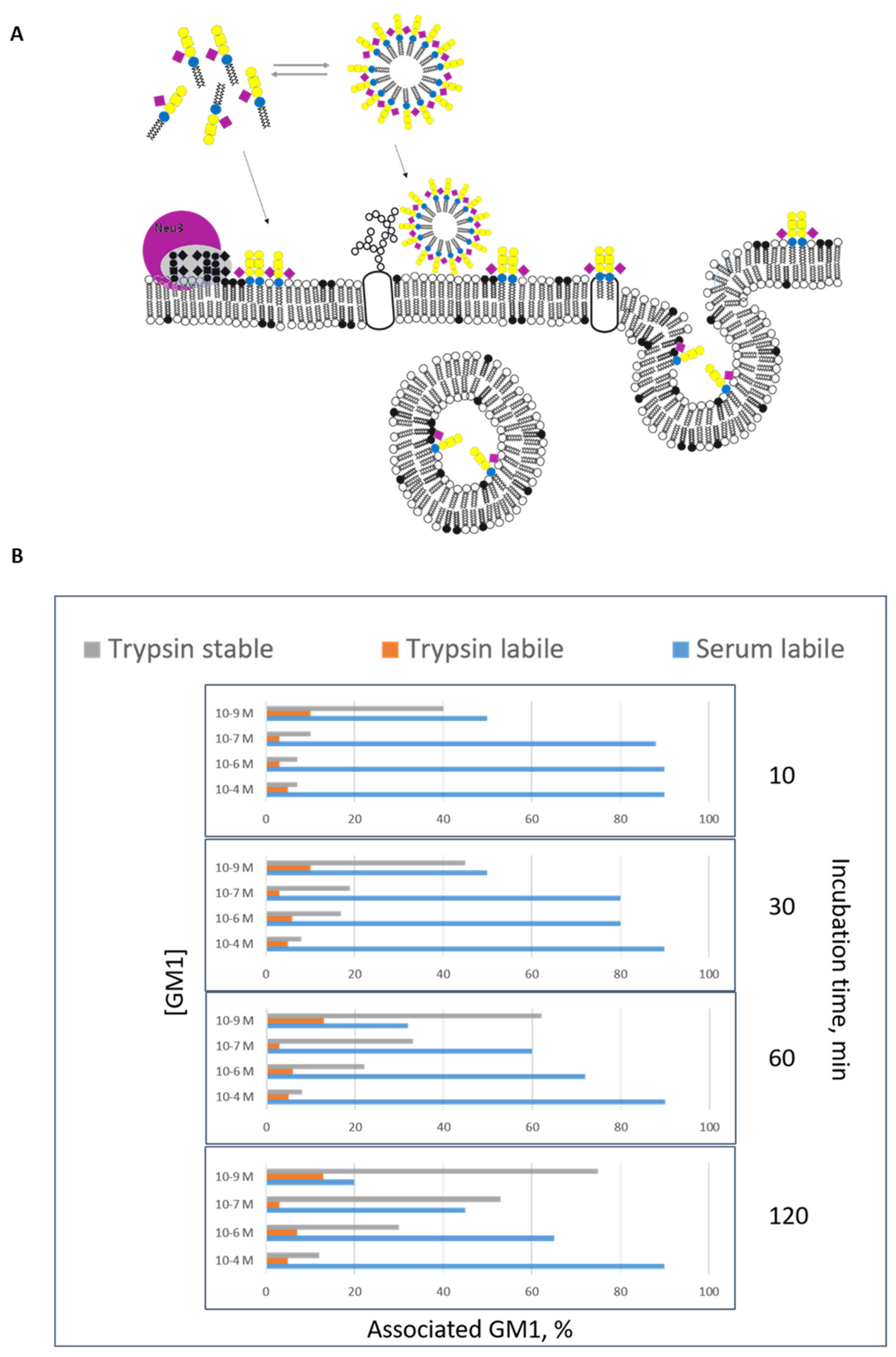 Ijms 21 00868 g004 Ijms 21 00868 g004