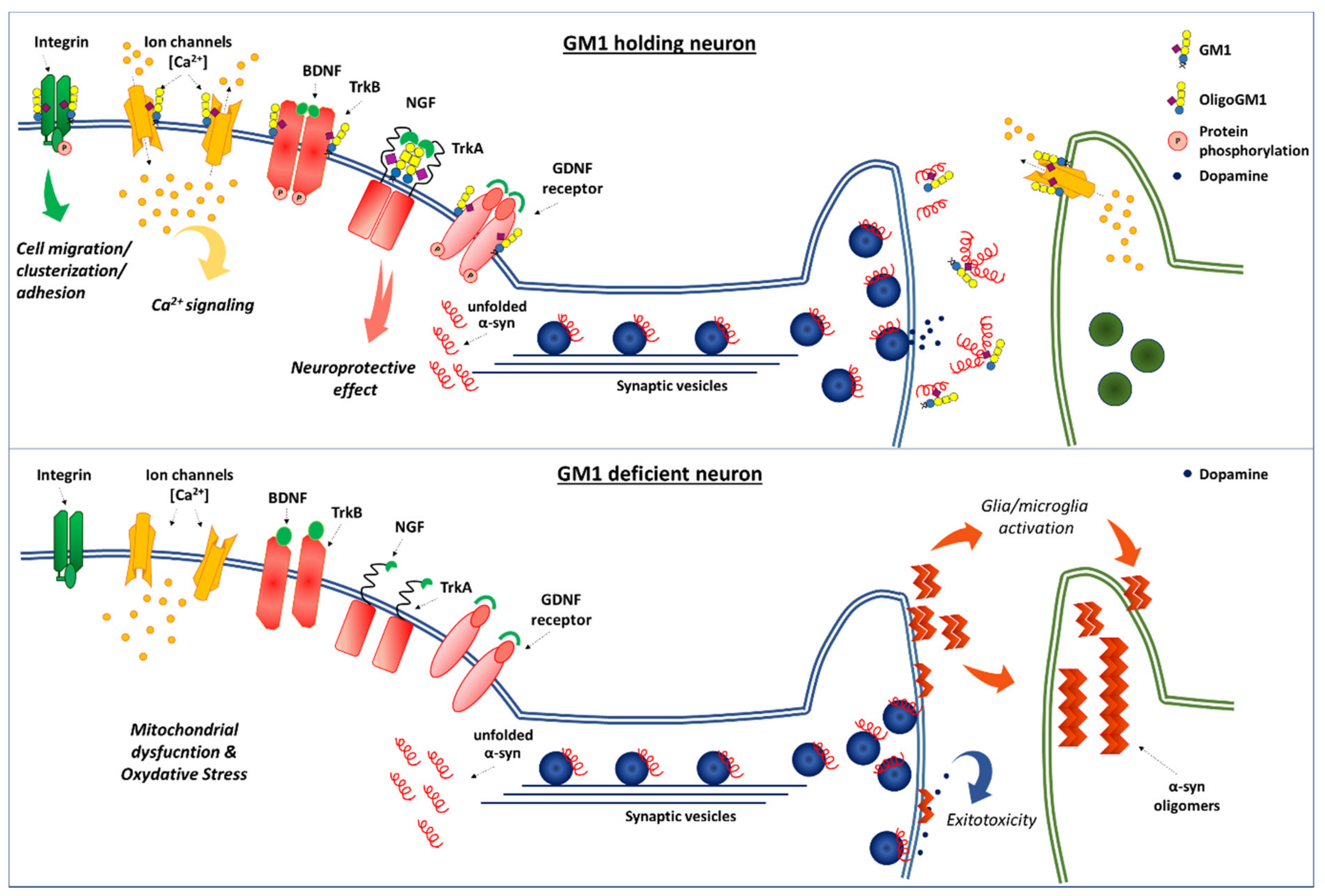 Ijms 21 00868 g005 Ijms 21 00868 g005
