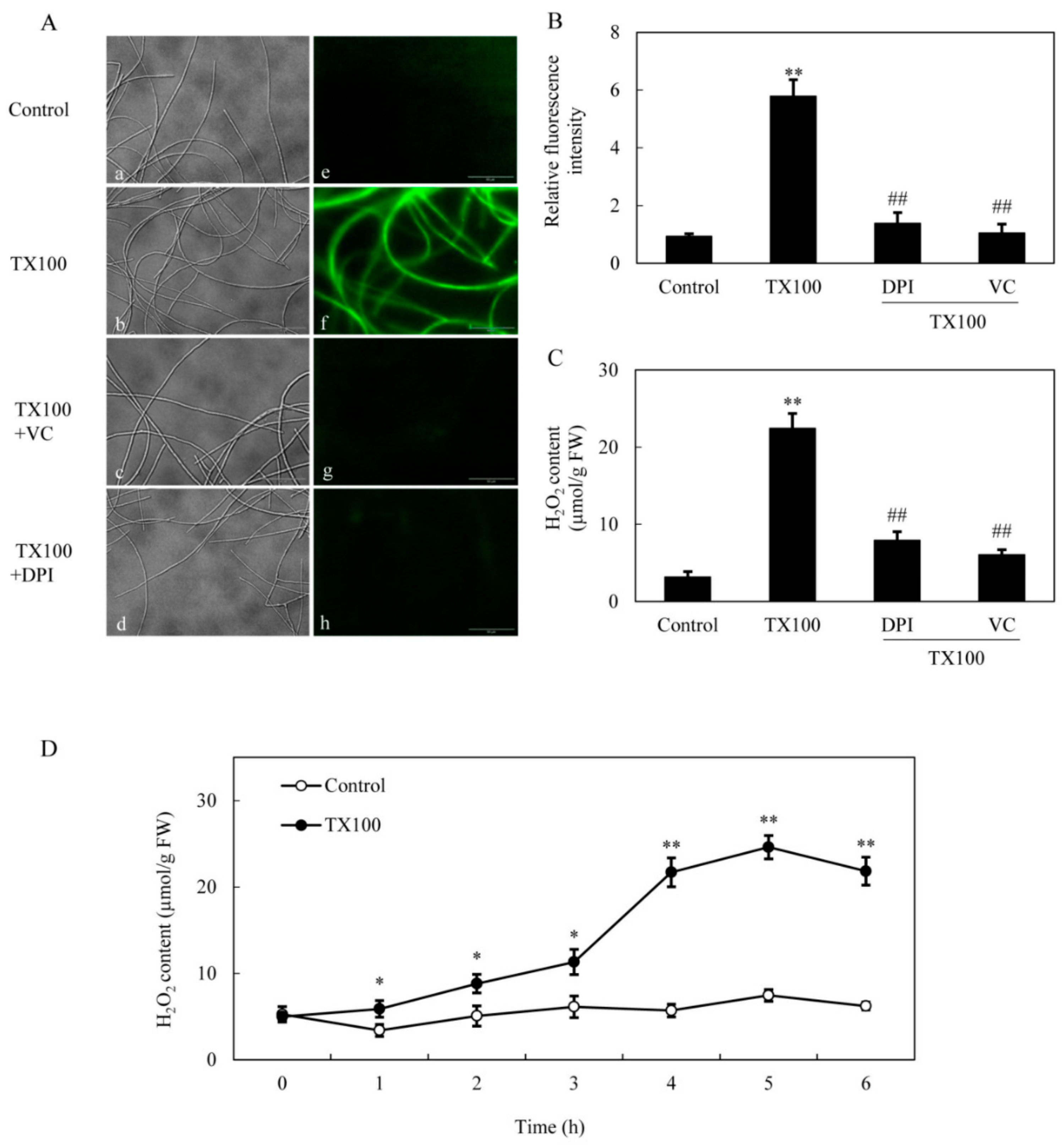 Ijms 21 00882 g004 Ijms 21 00882 g004