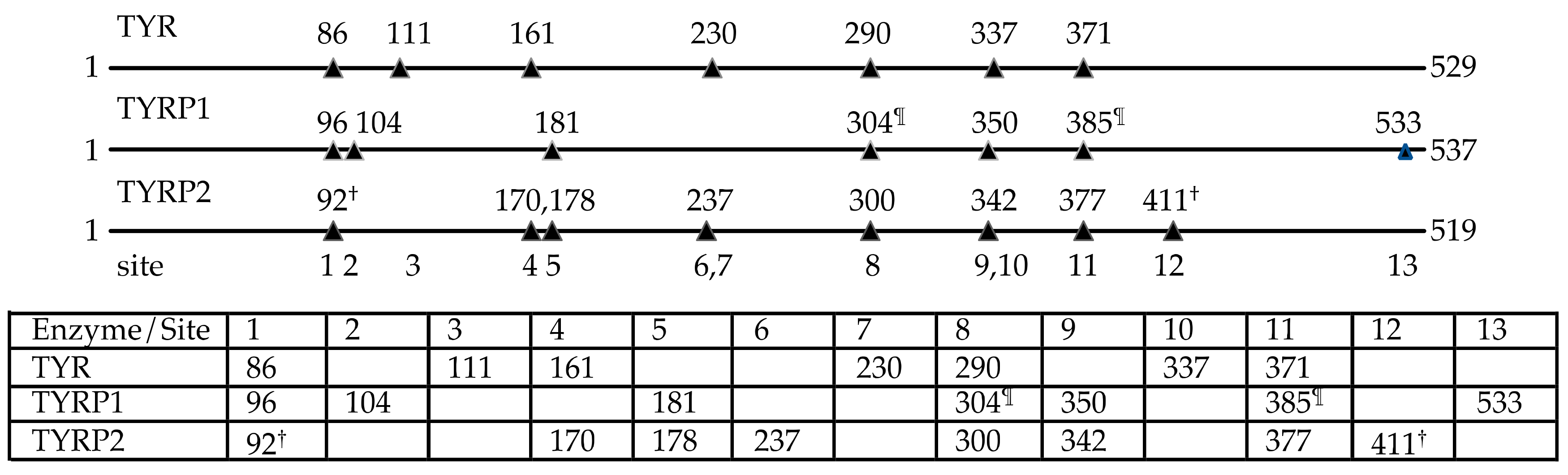 Ijms 21 00915 g004 Ijms 21 00915 g004