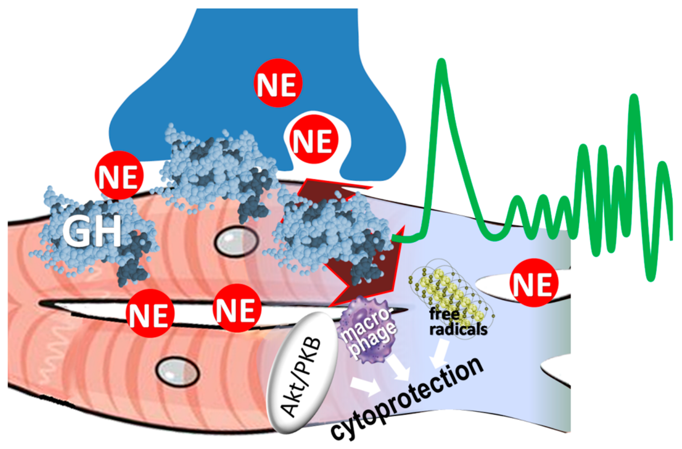Ijms 21 00918 g003 Ijms 21 00918 g003