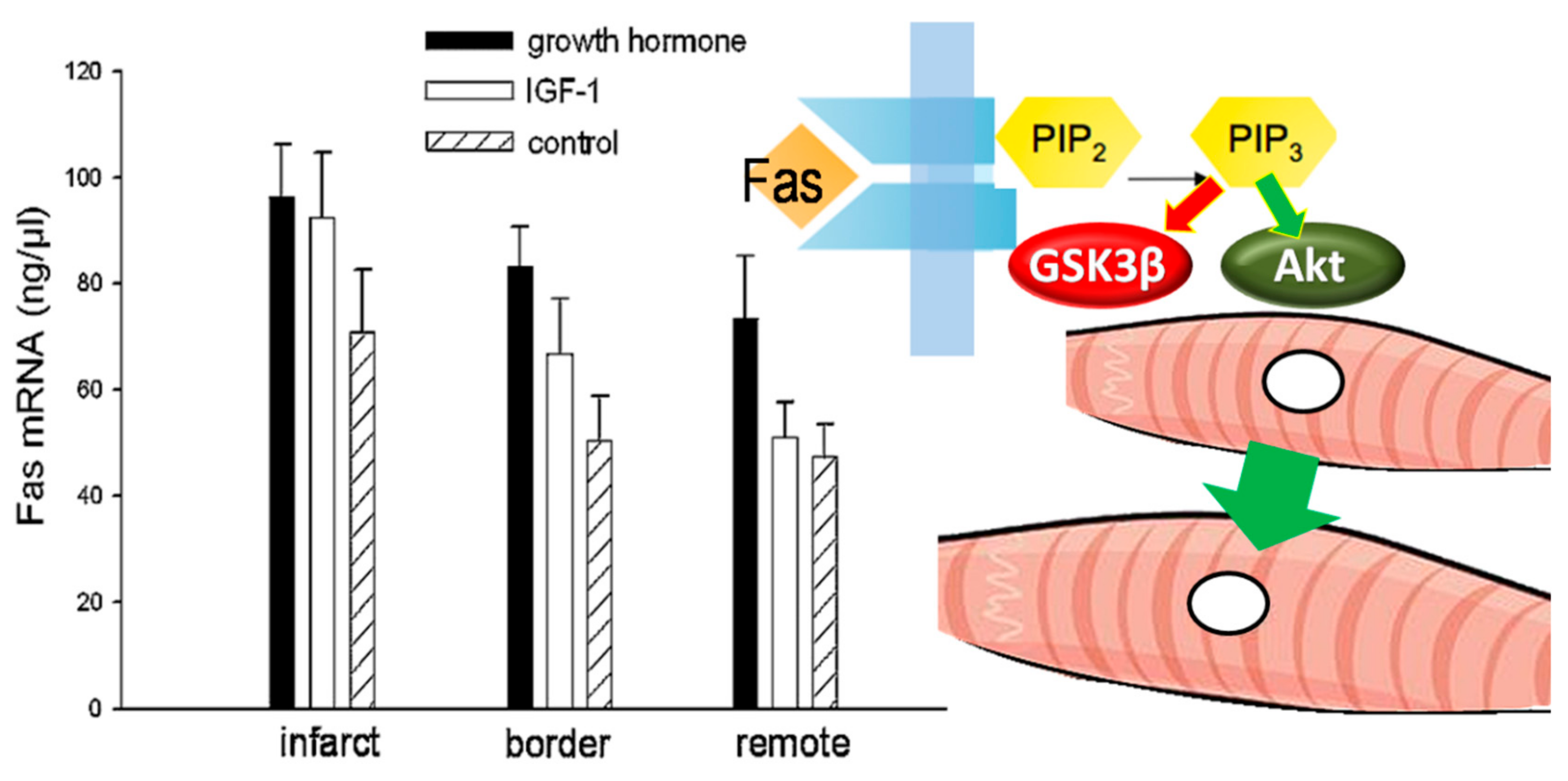 Ijms 21 00918 g007 Ijms 21 00918 g007