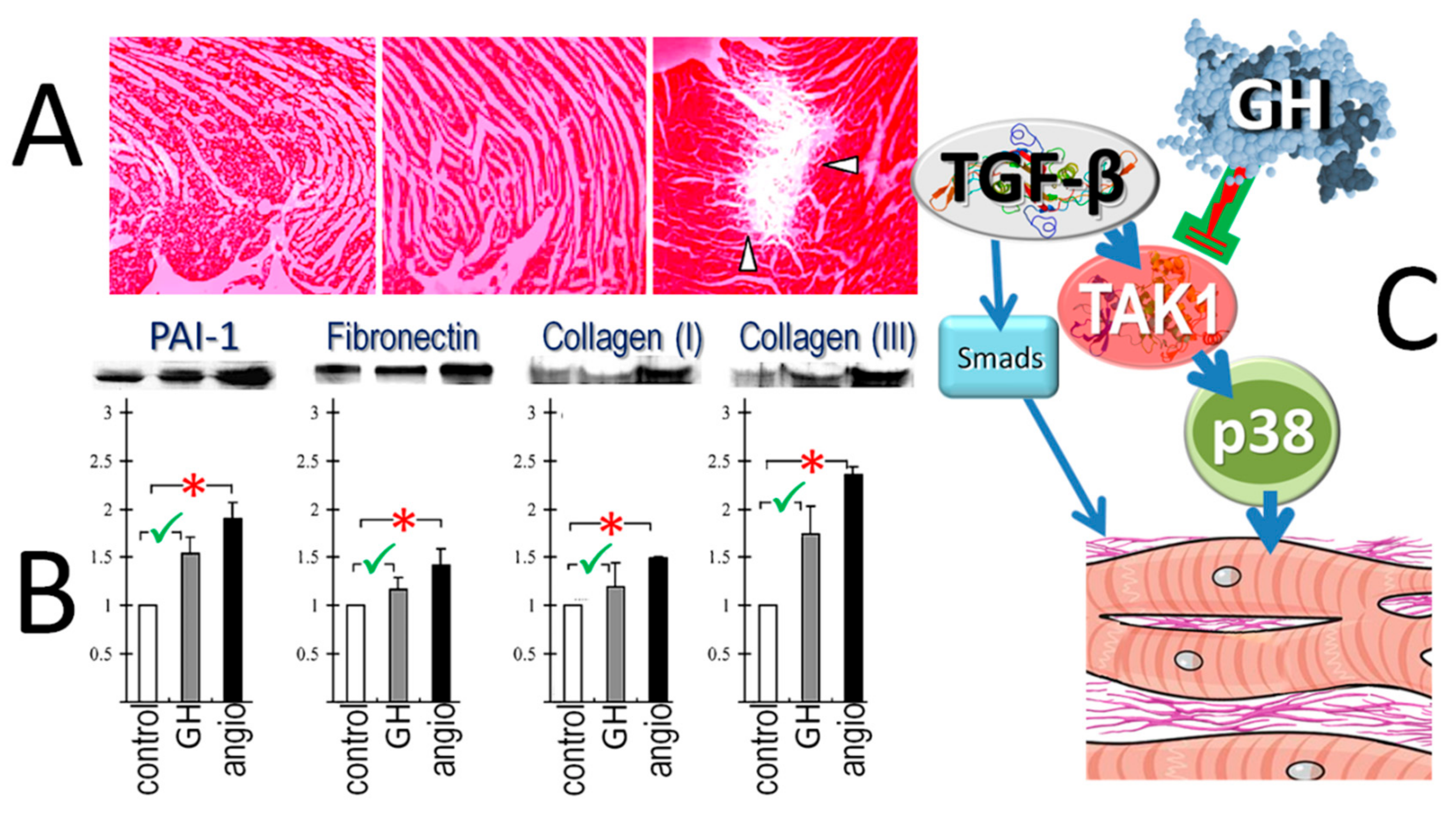 Ijms 21 00918 g008 Ijms 21 00918 g008