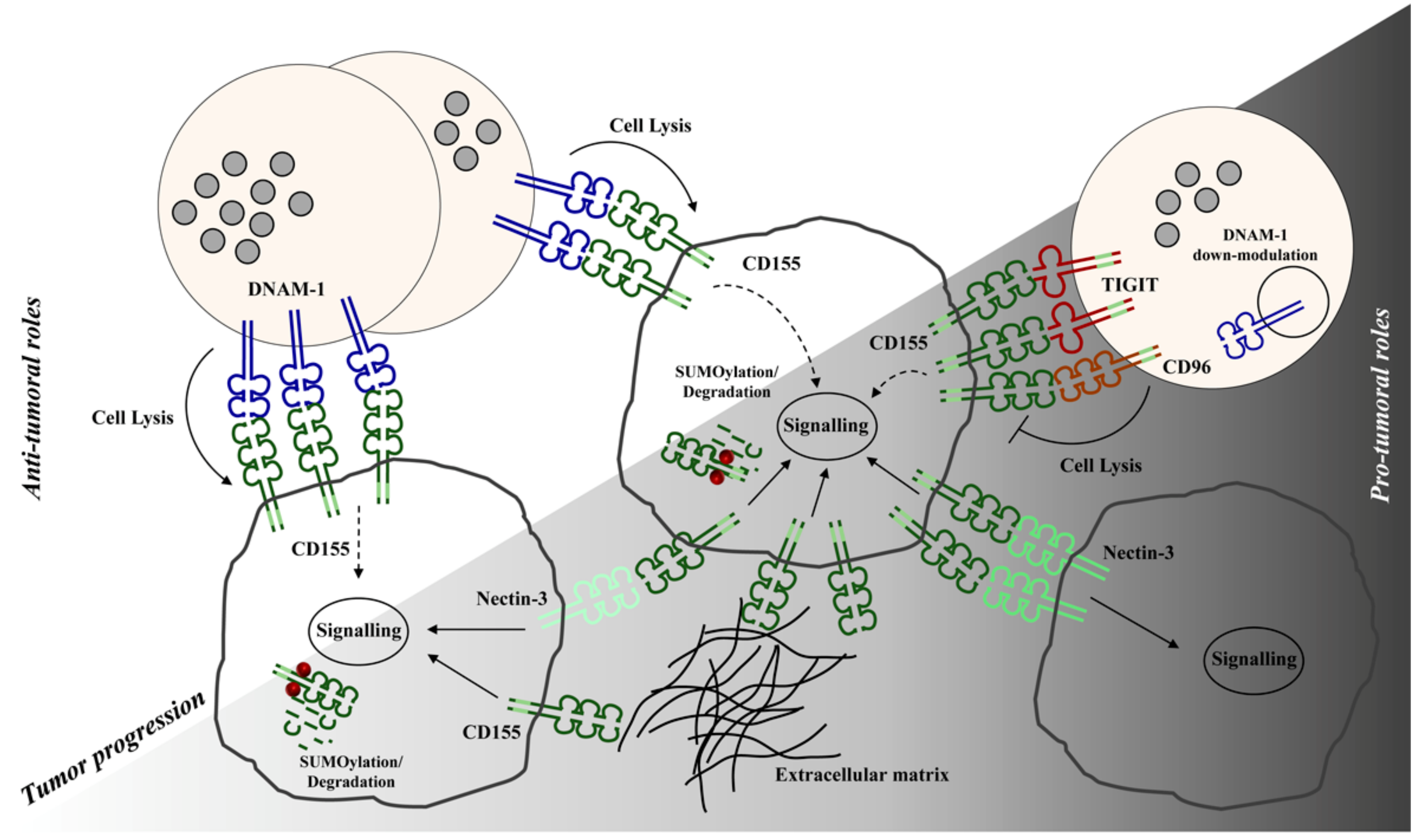 Ijms 21 00922 g001 Ijms 21 00922 g001