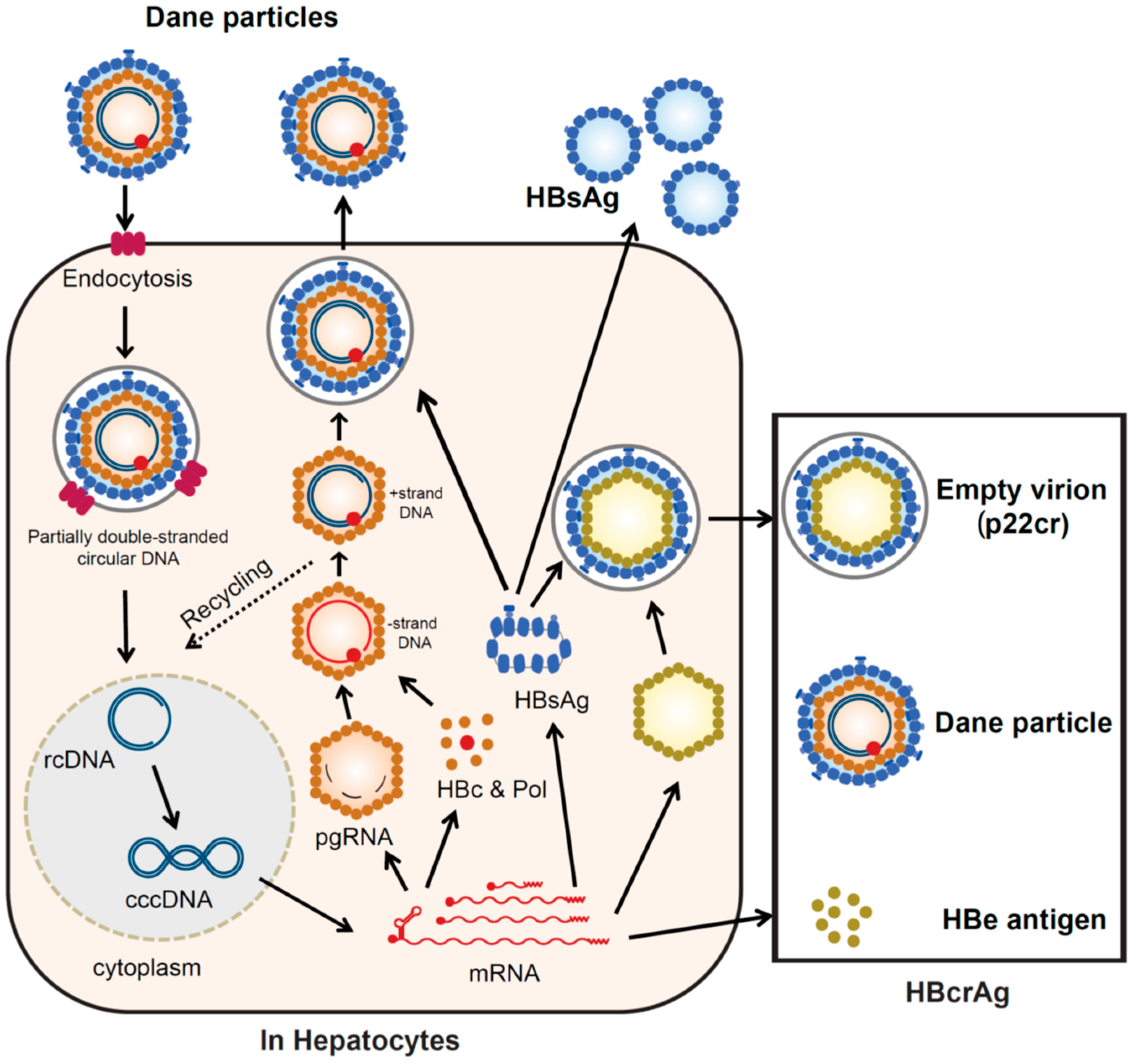 Ijms 21 00949 g002 Ijms 21 00949 g002