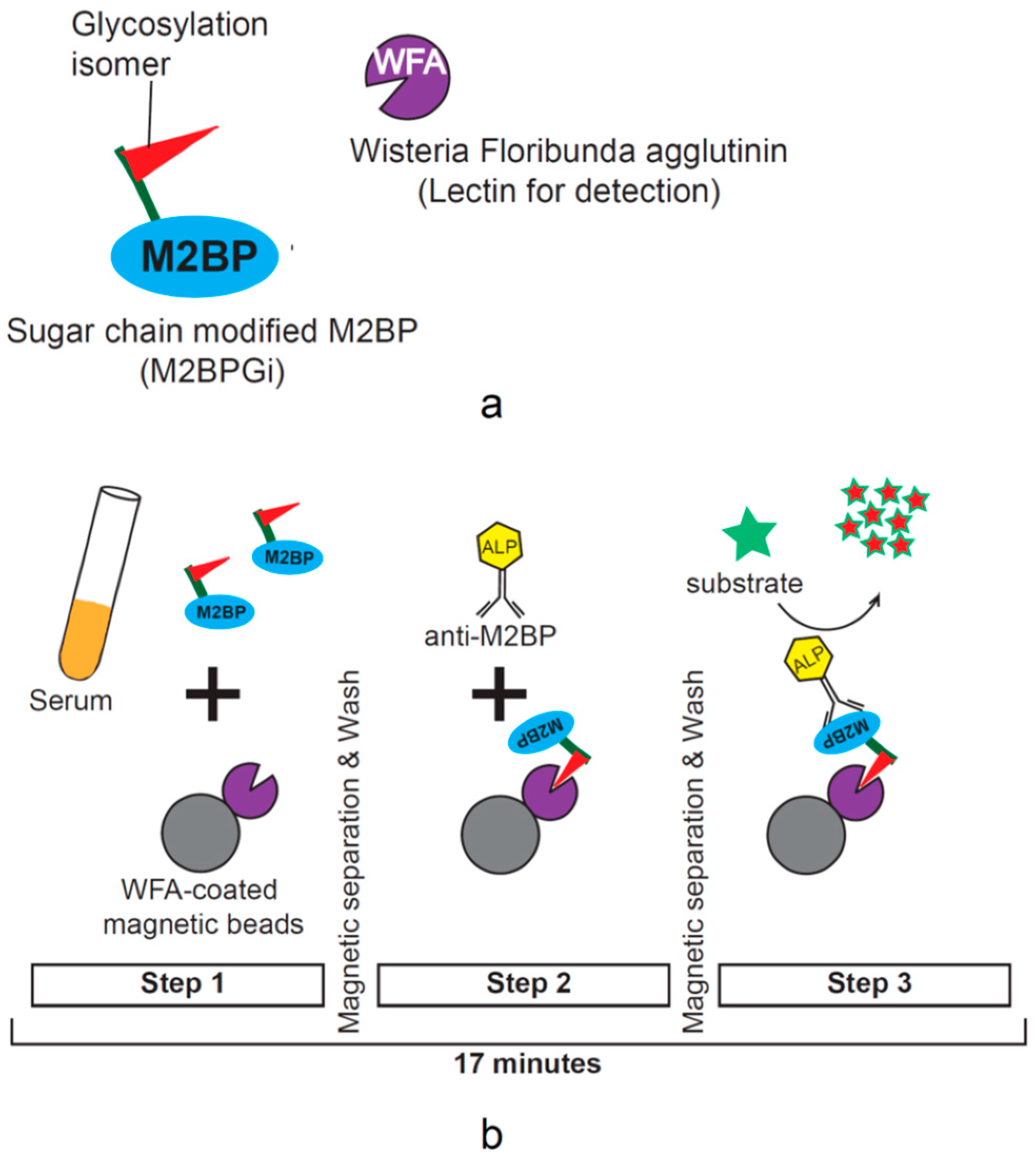 Ijms 21 00949 g003 Ijms 21 00949 g003