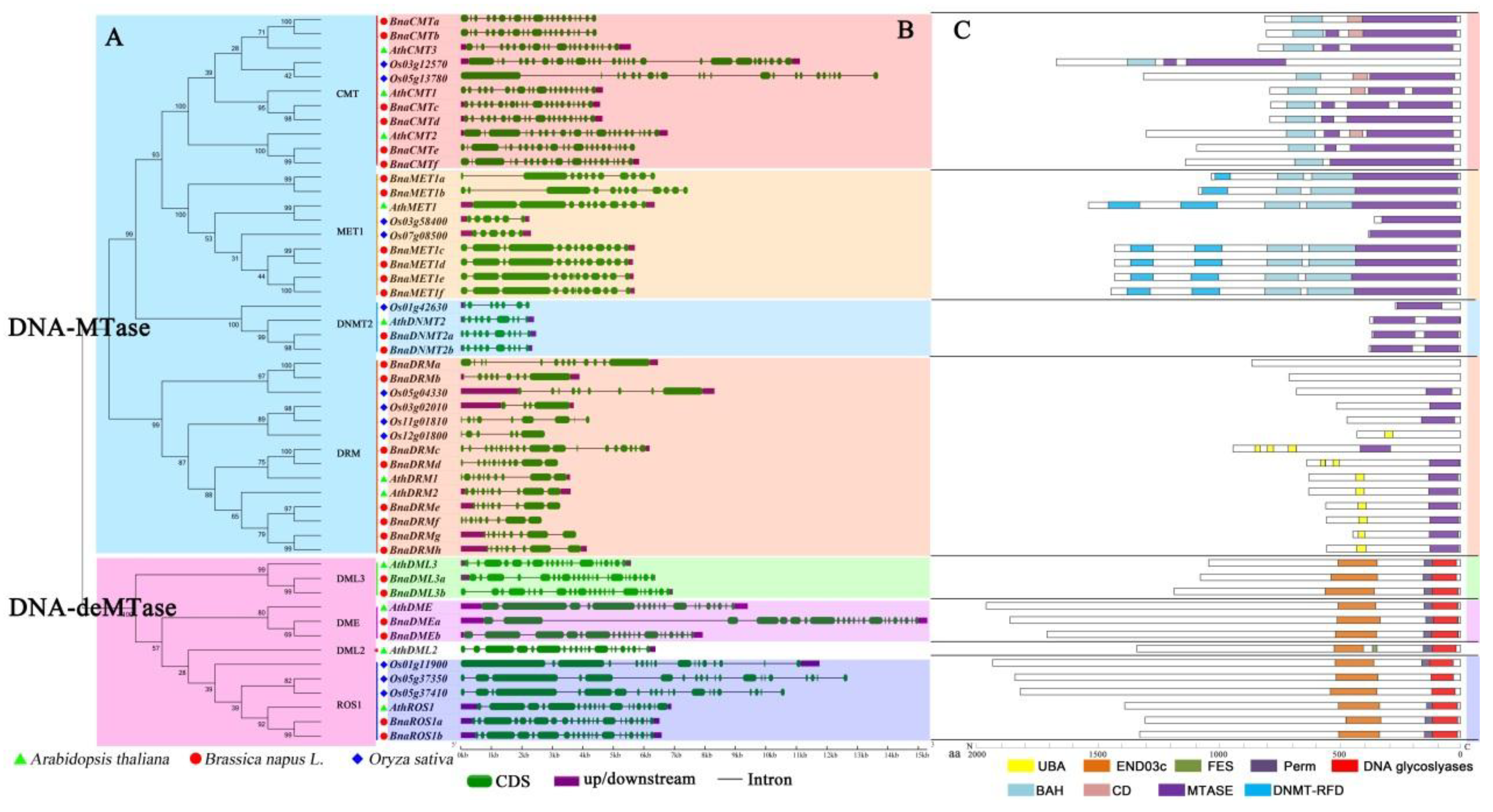 Ijms 21 00953 g001 Ijms 21 00953 g001