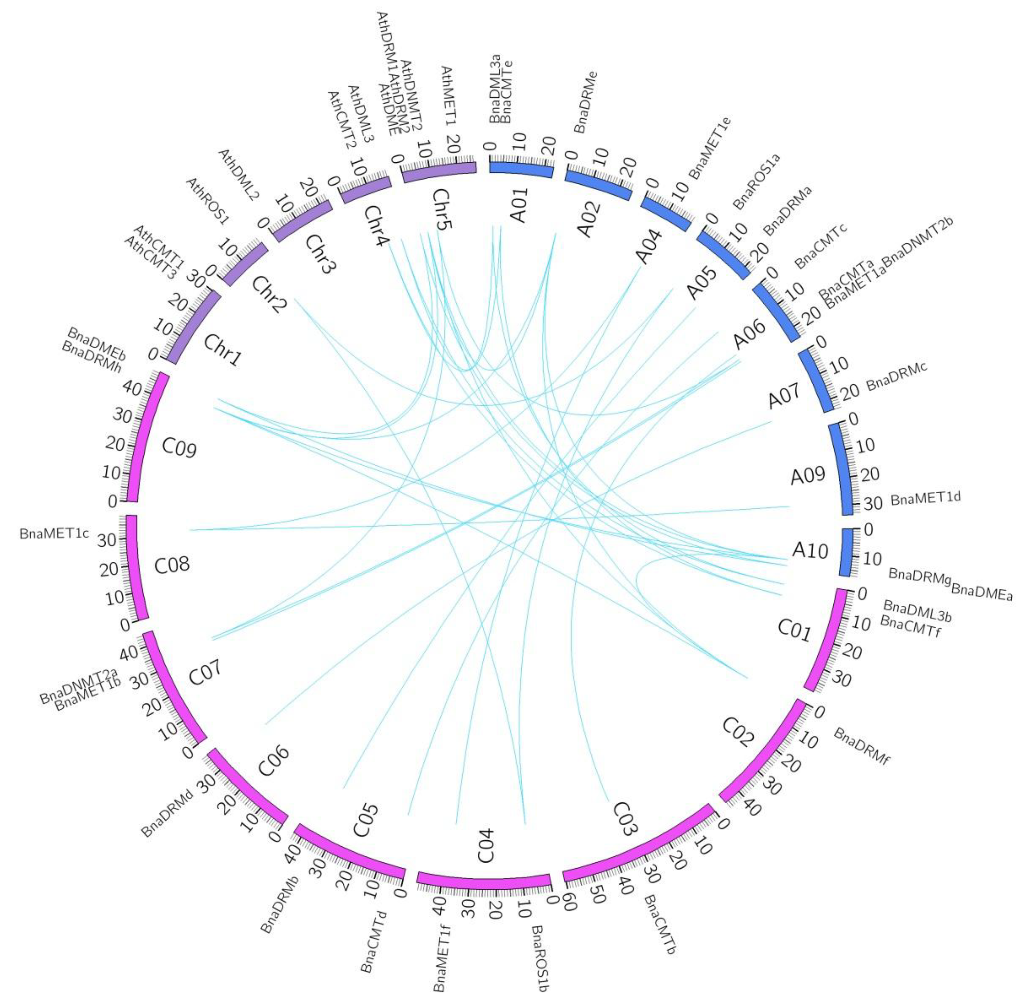 Ijms 21 00953 g003 Ijms 21 00953 g003