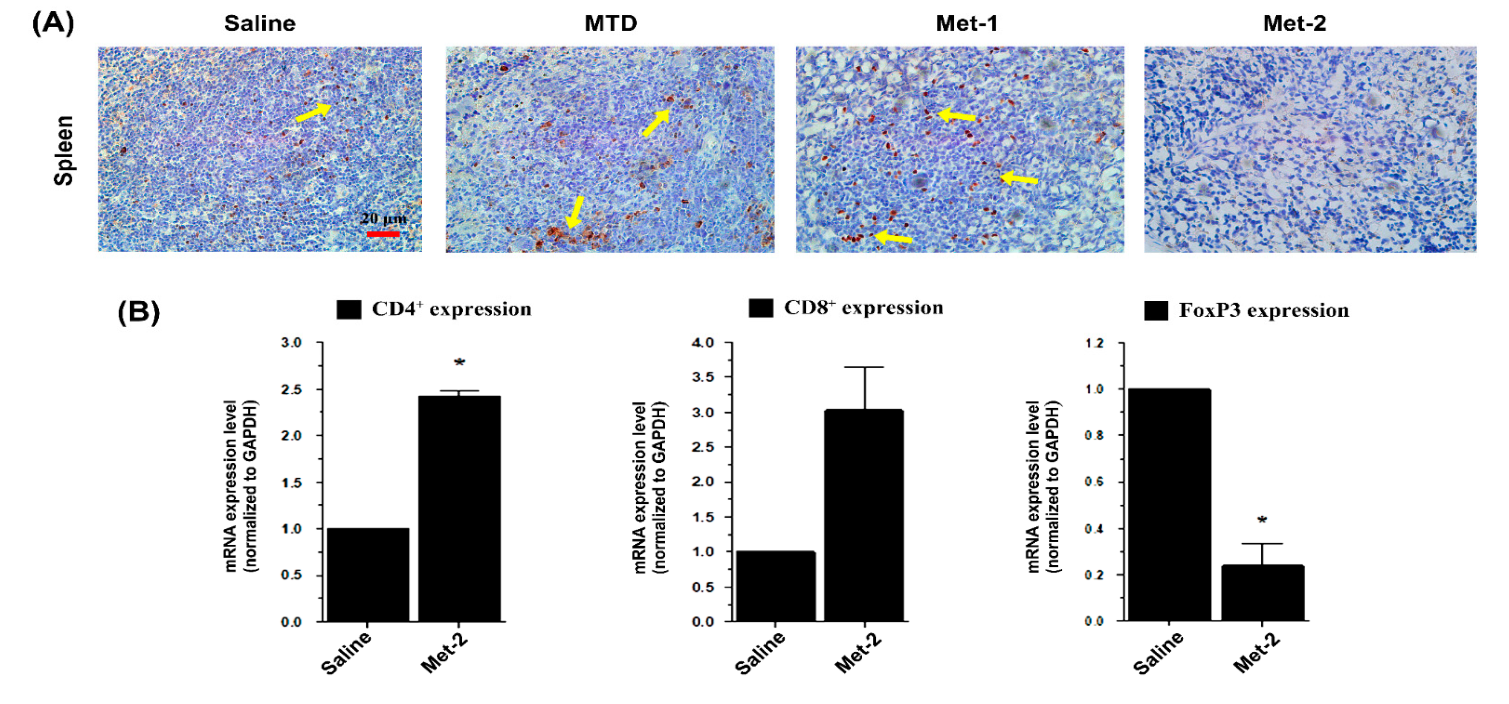 Ijms 21 00957 g007 Ijms 21 00957 g007