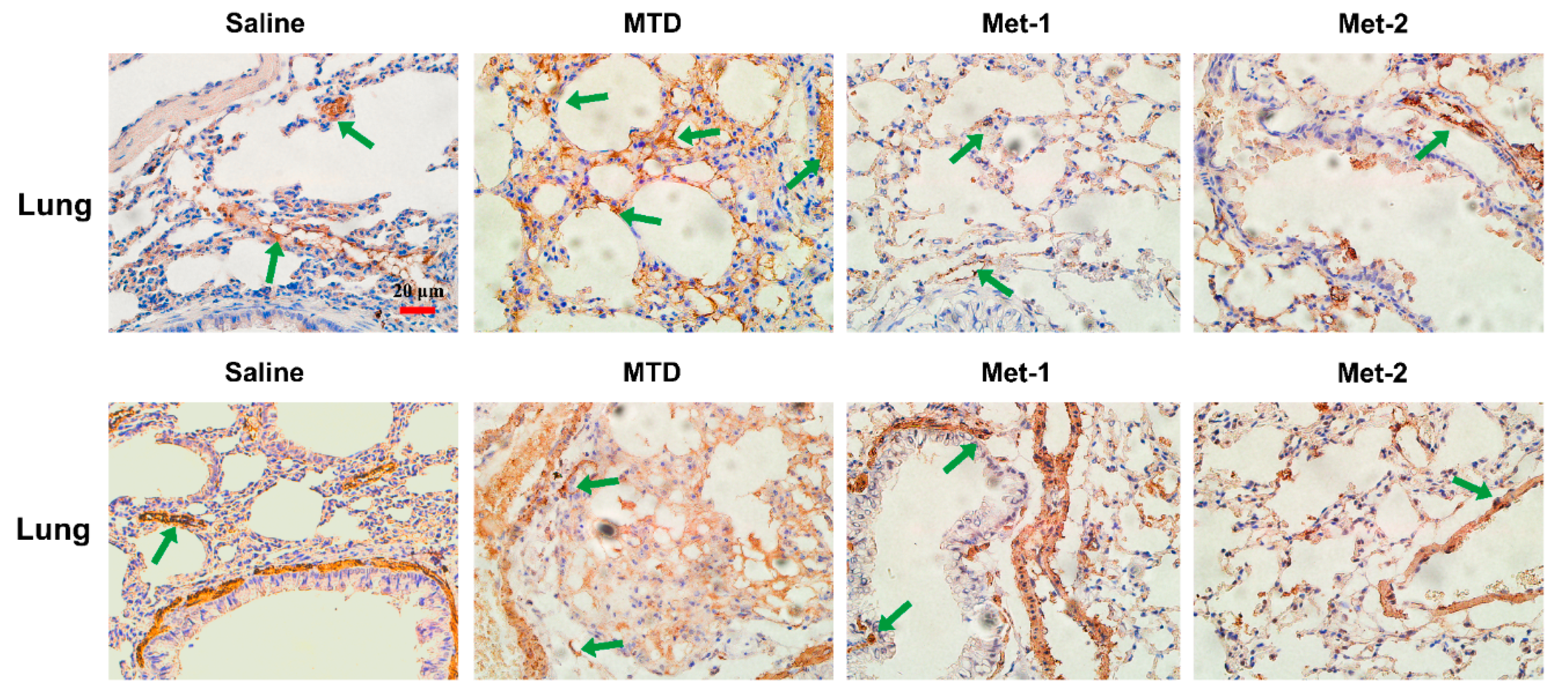 Ijms 21 00957 g010 Ijms 21 00957 g010